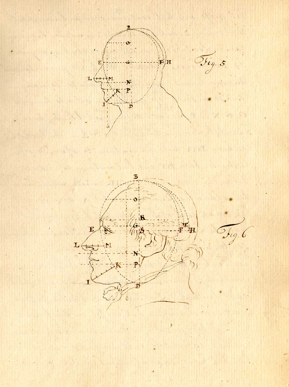 Manuscript drawings of two male heads in profile facing the left, each with indexed lines showing proportional measurements and shapes of the head, from Anonymous treatise on physiognomy, NLM call no.: MS B 662.