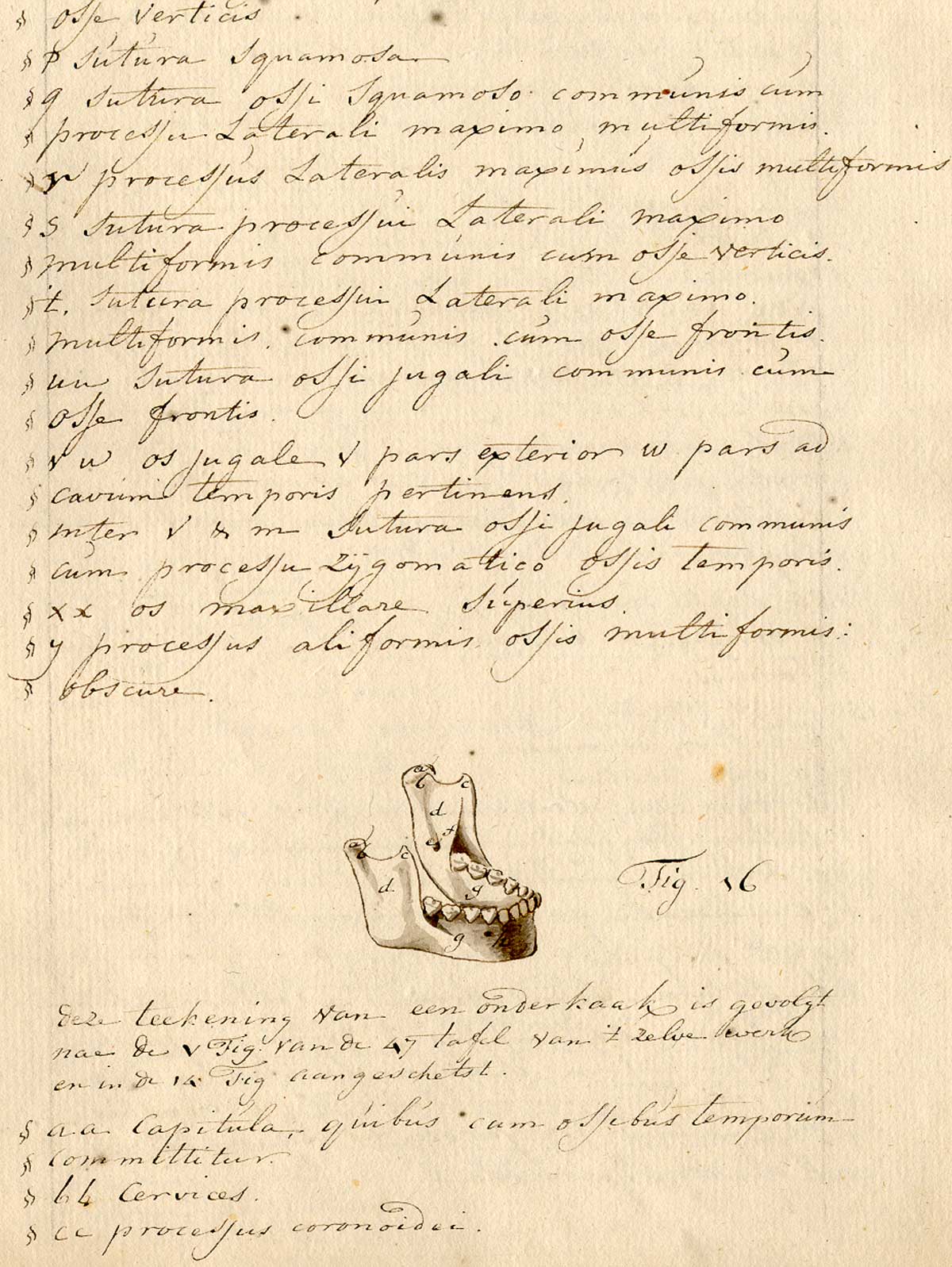 Manuscript page of text in Dutch with a drawing of the mandible about three quarters of the way down the page, with teeth intact, from Anonymous treatise on physiognomy, NLM call no.: MS B 662.