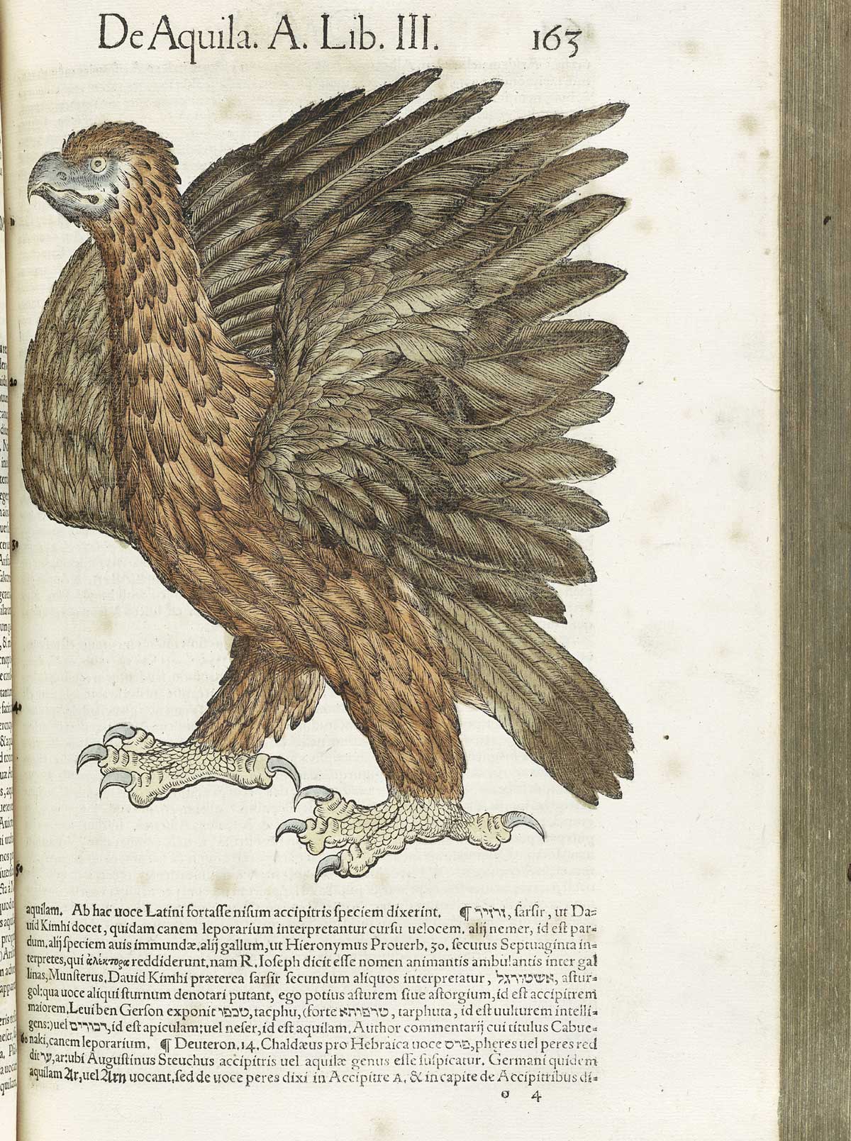 Page 163 from volume 3 of Conrad Gessner's Conradi Gesneri medici Tigurini Historiae animalium, featuring the colored woodcut of an eagle.