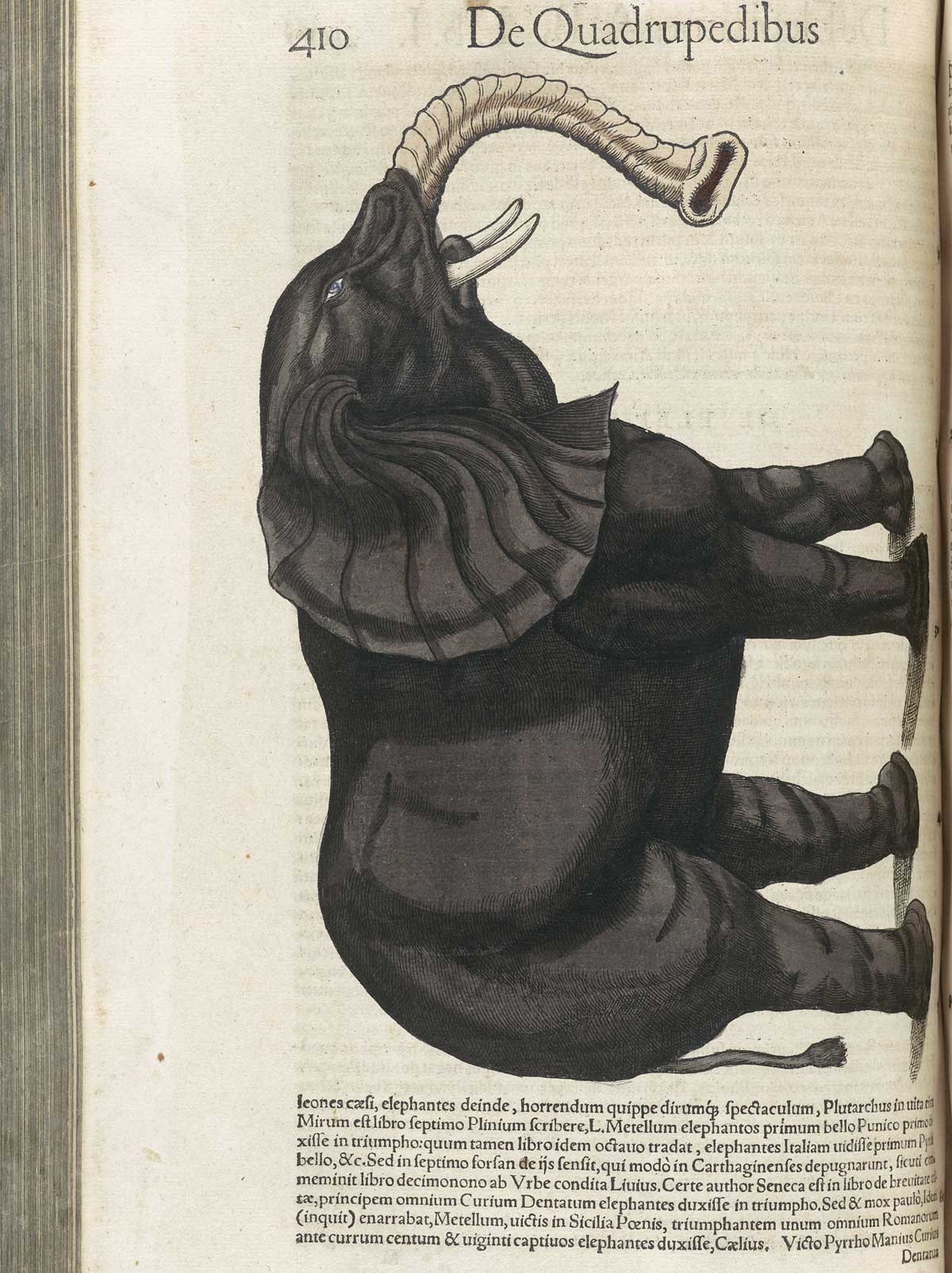 Page 410 from volume 1 of Conrad Gessner's Conradi Gesneri medici Tigurini Historiae animalium, featuring the colored woodcut of a black elephant.