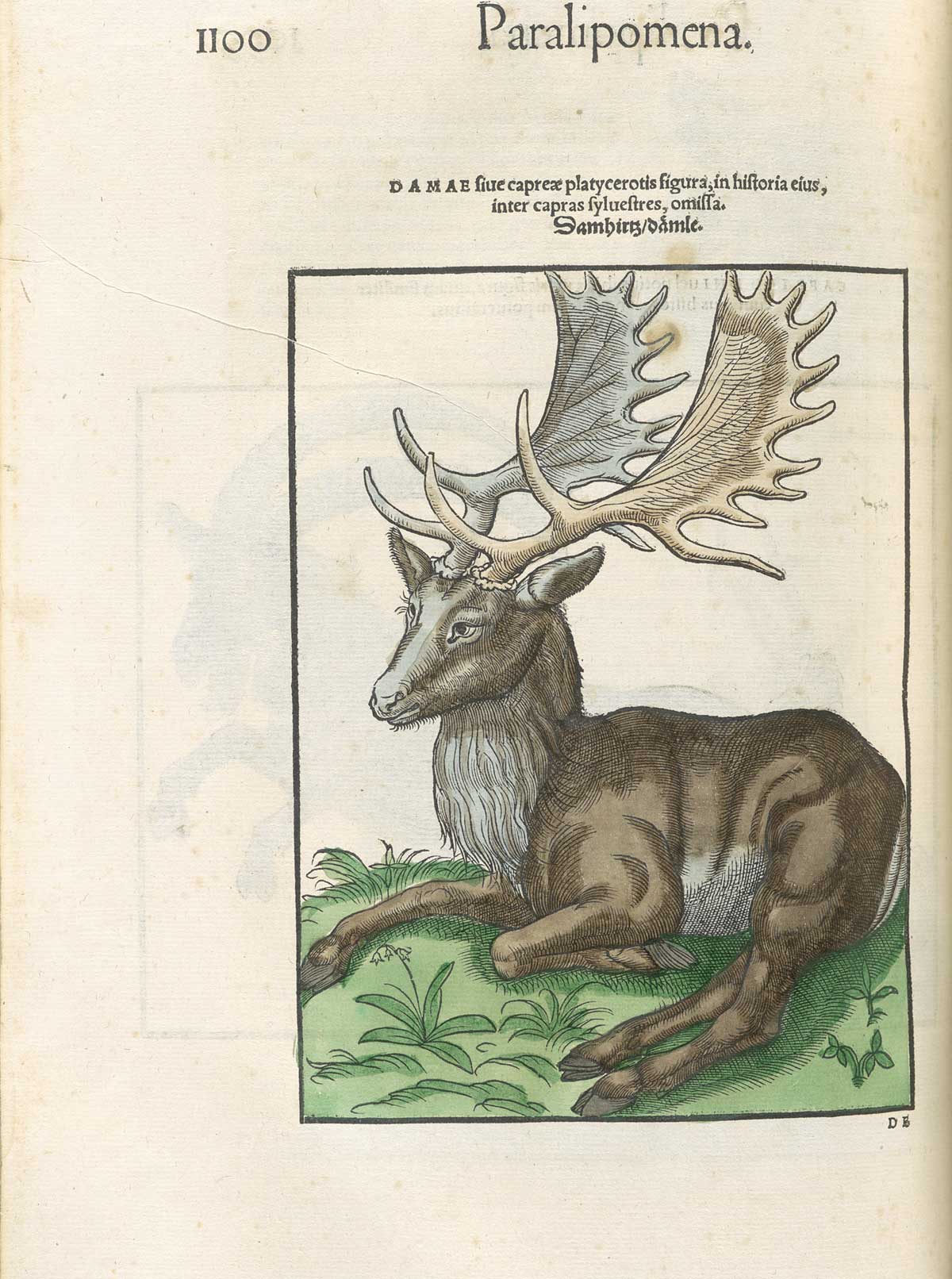 Page 1100 from volume 1 of Conrad Gessner's Conradi Gesneri medici Tigurini Historiae animalium, featuring the hand-colored woodcut of a fallow deer lying on the ground.