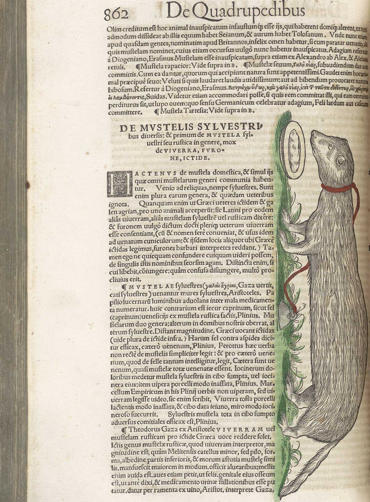 Page 862 from volume 1 of Conrad Gessner's Conradi Gesneri medici Tigurini Historiae animalium, featuring the colored woodcut of a ferret.