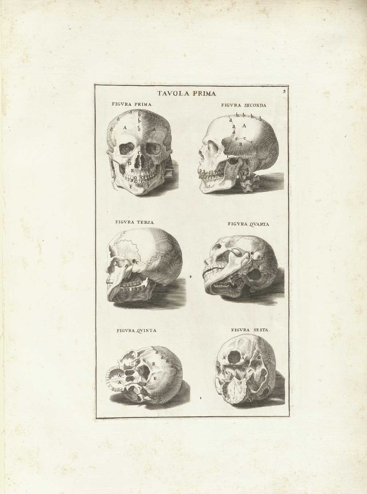 Engraving of six skulls in two columns of three, showing the human skull from different angles including facing, in profile, from behind and from below, from Bernardino Genga’s Anatomia per uso et intelligenza del disegno, NLM Call no.: WZ 250 G329an 1691.