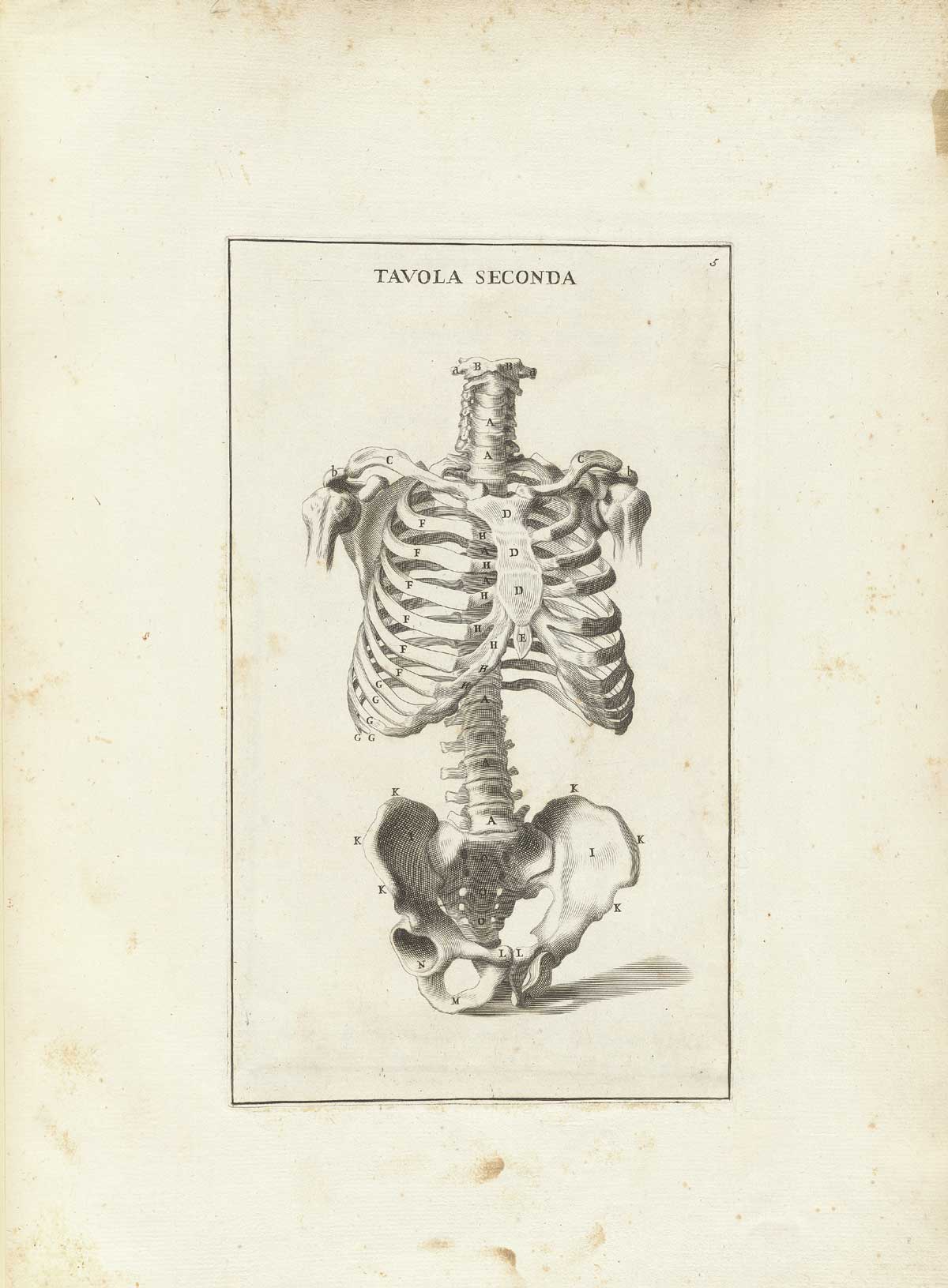 Engraving of a skeleton without head or limbs, focusing on the ribcage, spinal column and pelvis, facing the viewer but tilted about 45 degrees to the right; from Bernardino Genga’s Anatomia per uso et intelligenza del disegno, NLM Call no.: WZ 250 G329an 1691.