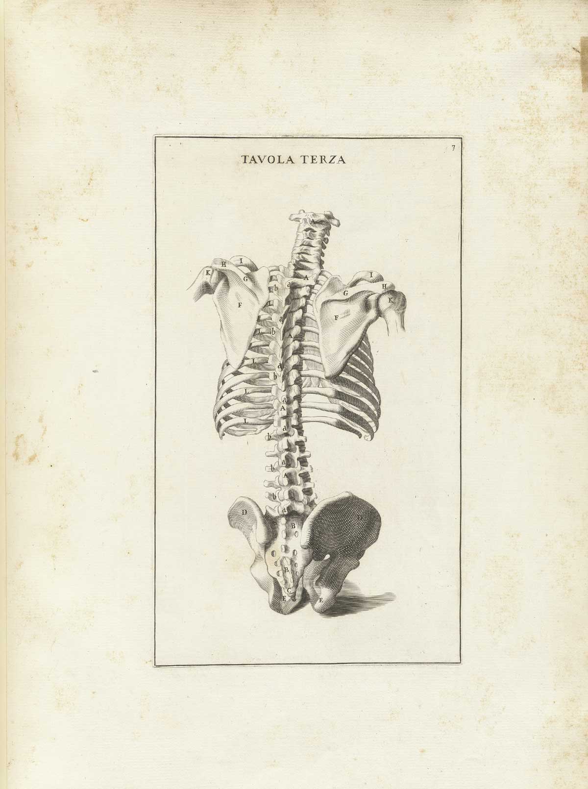 Engraving of a skeleton facing away from the viewer without head or limbs, focusing on the ribcage, spinal column and pelvis; from Bernardino Genga’s Anatomia per uso et intelligenza del disegno, NLM Call no.: WZ 250 G329an 1691.