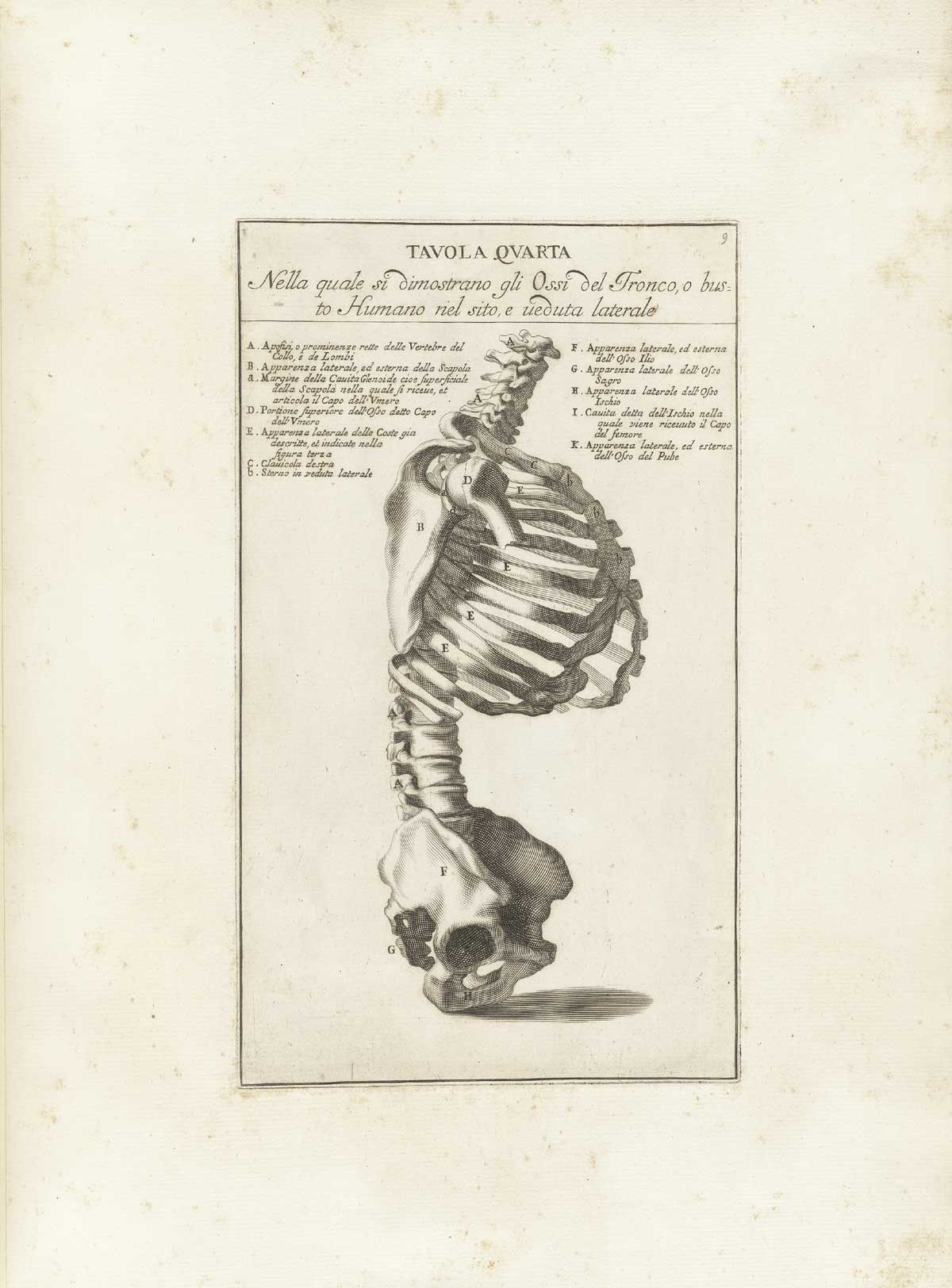 Engraving of a skeleton in profile without head or limbs, focusing on the ribcage, spinal column and pelvis; with explanatory text in Italian on either side of the figure at the top; from Bernardino Genga’s Anatomia per uso et intelligenza del disegno, NLM Call no.: WZ 250 G329an 1691.