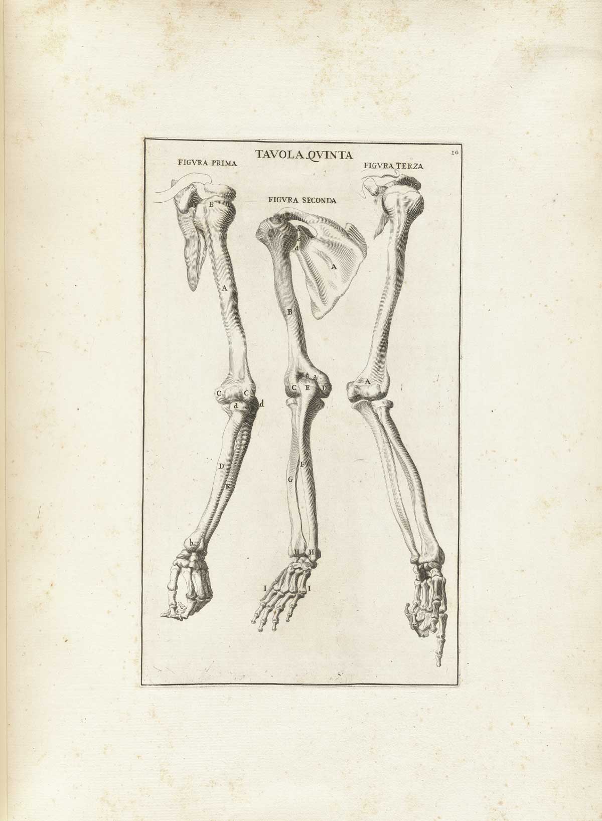 Engraving of three skeleton arms and hands viewed from the front back and sides, from Bernardino Genga’s Anatomia per uso et intelligenza del disegno, NLM Call no.: WZ 250 G329an 1691.