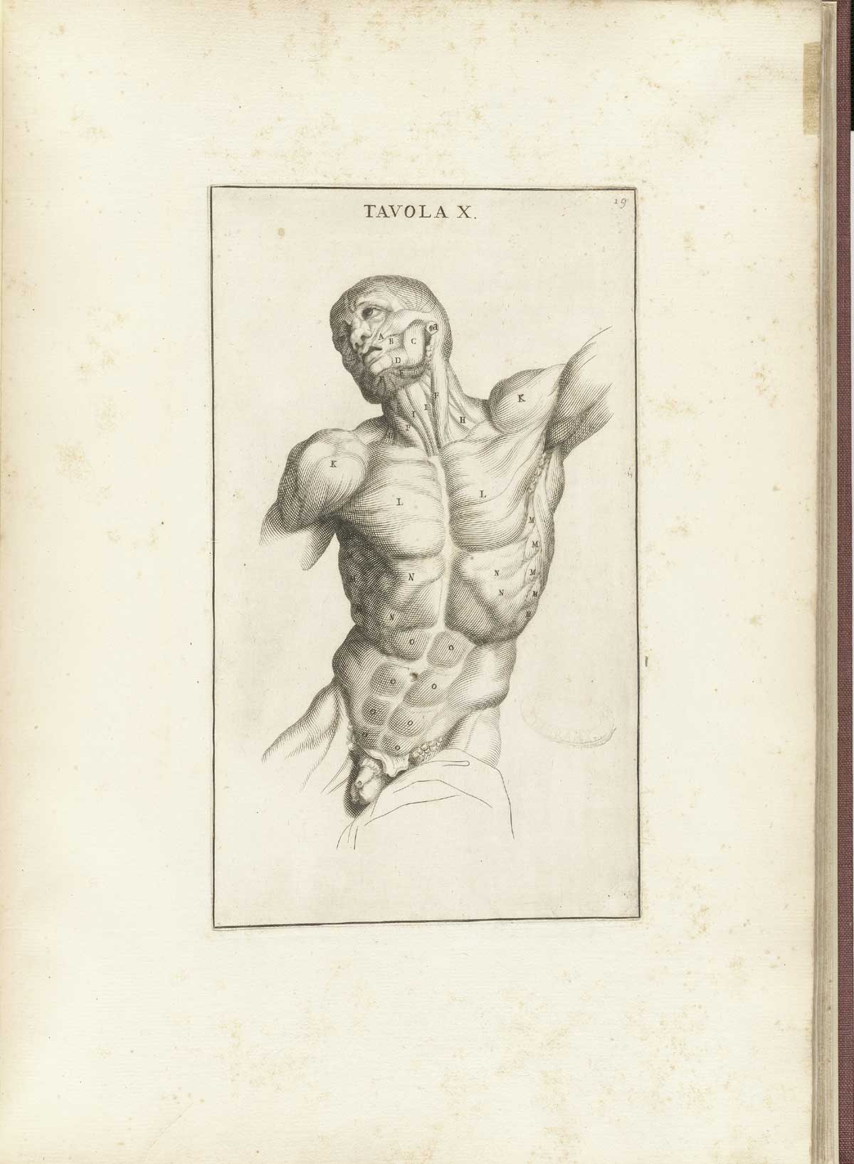 Engraving of a facing muscle figure from the waist up looking off to the left of the page, with flesh removed to show detail of the muscles of the head, neck, chest, and abdomen; from Bernardino Genga’s Anatomia per uso et intelligenza del disegno, NLM Call no.: WZ 250 G329an 1691.