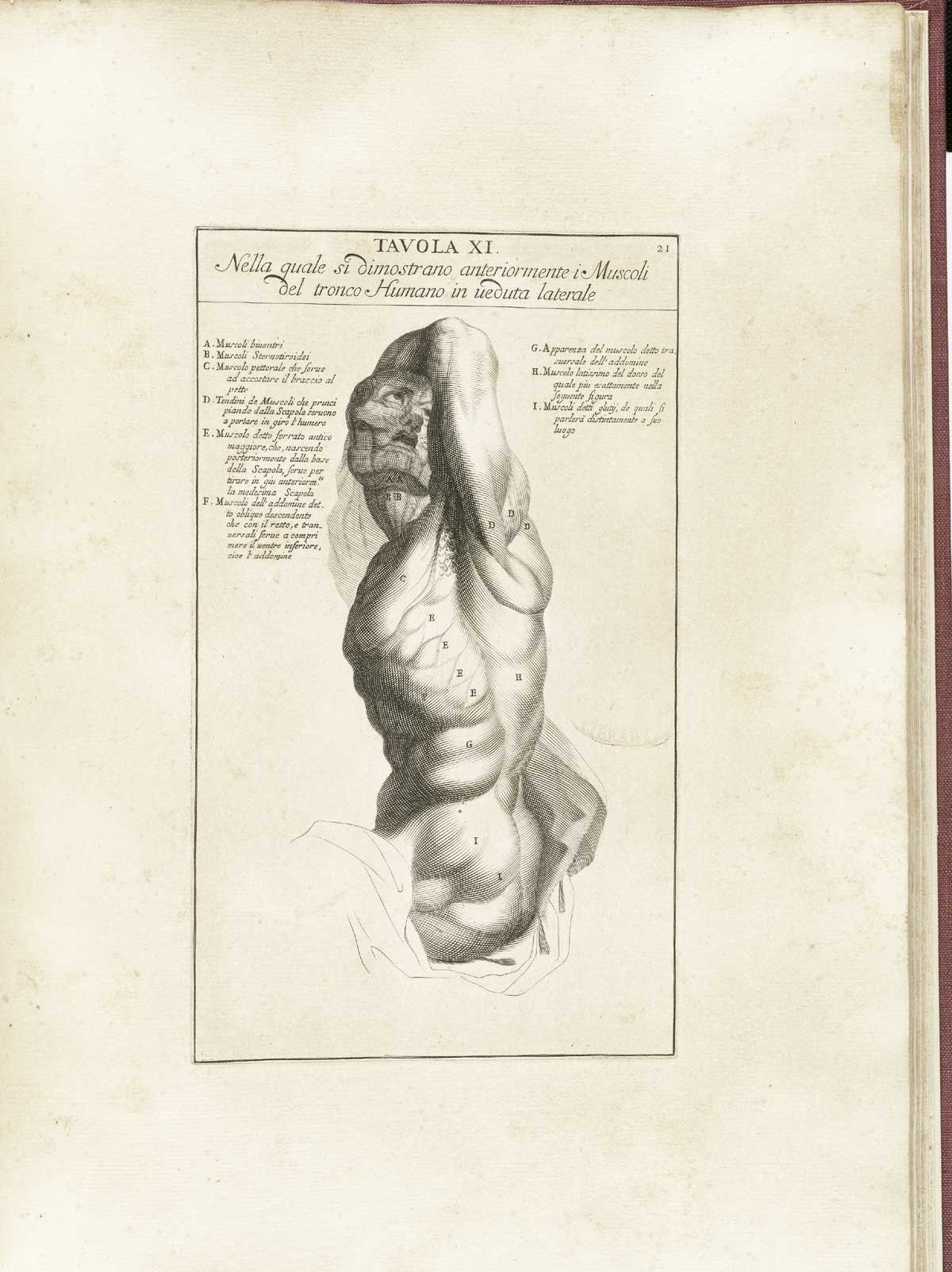 Engraving of a muscle figure from the waist up viewed from the side looking at the viewer, with flesh removed to show detail of the muscles of the head, neck, chest, and abdomen; from Bernardino Genga’s Anatomia per uso et intelligenza del disegno, NLM Call no.: WZ 250 G329an 1691.