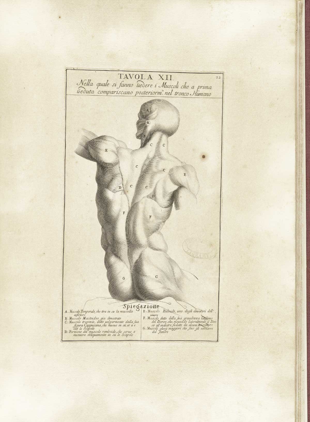 Muscle figure, from Bernardino Genga’s Anatomia per uso et intelligenza del disegno, NLM Call no.: WZ 250 G329an 1691.