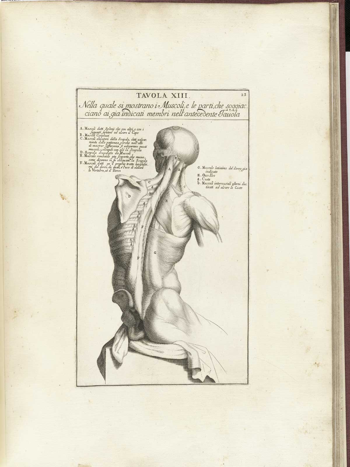 Muscle figure, from Bernardino Genga’s Anatomia per uso et intelligenza del disegno, NLM Call no.: WZ 250 G329an 1691