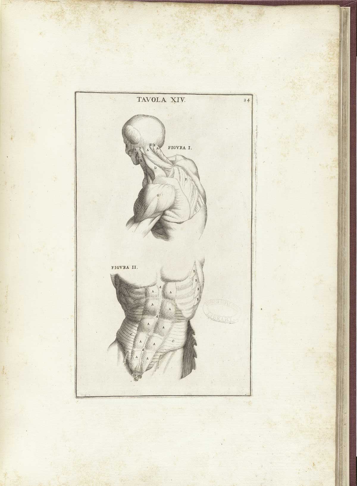 Engraving of two partial muscle figures with flesh removed to show musculature in detail: the one at top from the shoulders up showing the muscles of the shoulders and neck; the one at bottom shows the muscles of the abdomen; from Bernardino Genga’s Anatomia per uso et intelligenza del disegno, NLM Call no.: WZ 250 G329an 1691.