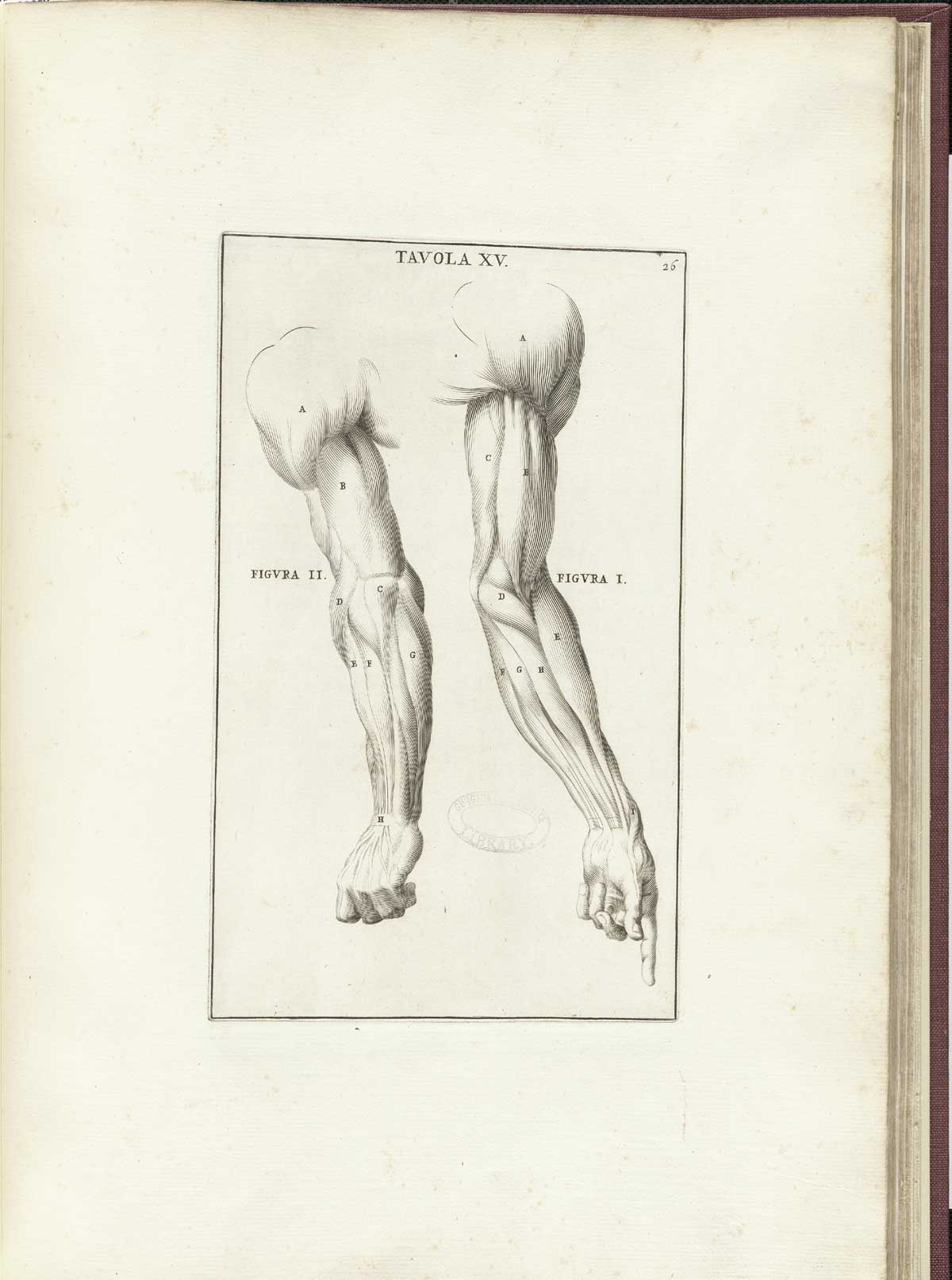 Engraving of two partial muscle figures focusing on the arms with flesh removed to show musculature in detail: the one at left shows the muscles of the arm viewed from behind and the one on the right shows the muscles of the arm viewed from the front; from Bernardino Genga’s Anatomia per uso et intelligenza del disegno, NLM Call no.: WZ 250 G329an 1691.