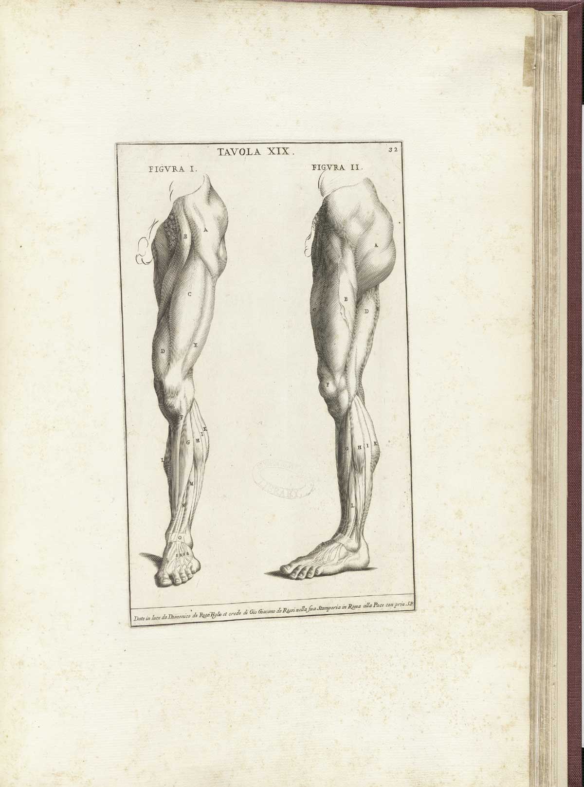 Engraving of a standing, facing muscle figure with right arm raised with flesh removed to show detail of the muscles of the entire front of the body including arms, legs, chest, and abdomen; from Bernardino Genga’s Anatomia per uso et intelligenza del disegno, NLM Call no.: WZ 250 G329an 1691.