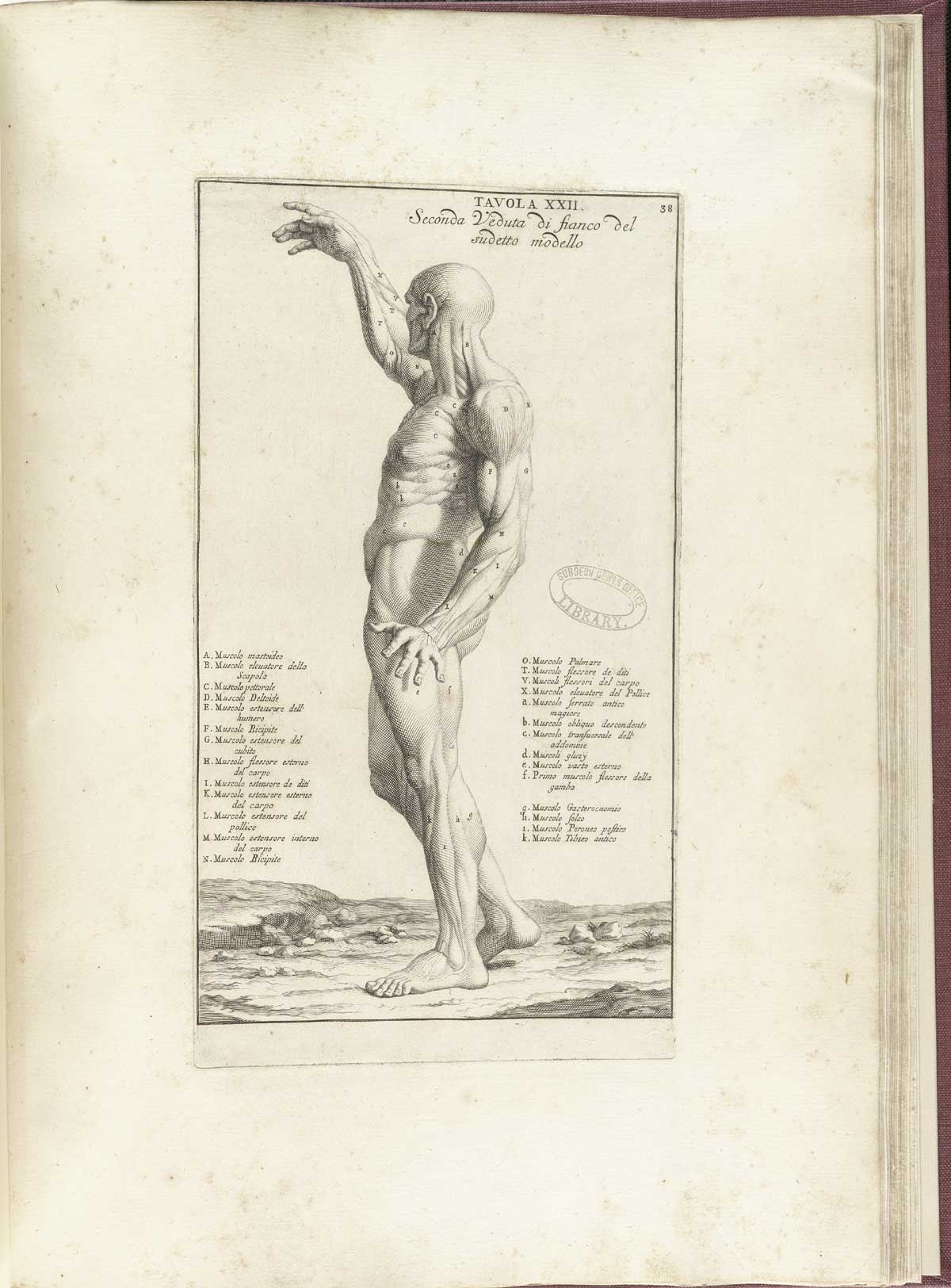 Engraving of a standing, muscle figure with right arm raised viewed from the rear with flesh removed to show detail of the muscles of the entire front of the body including arms, legs, back, and buttocks; from Bernardino Genga’s Anatomia per uso et intelligenza del disegno, NLM Call no.: WZ 250 G329an 1691.