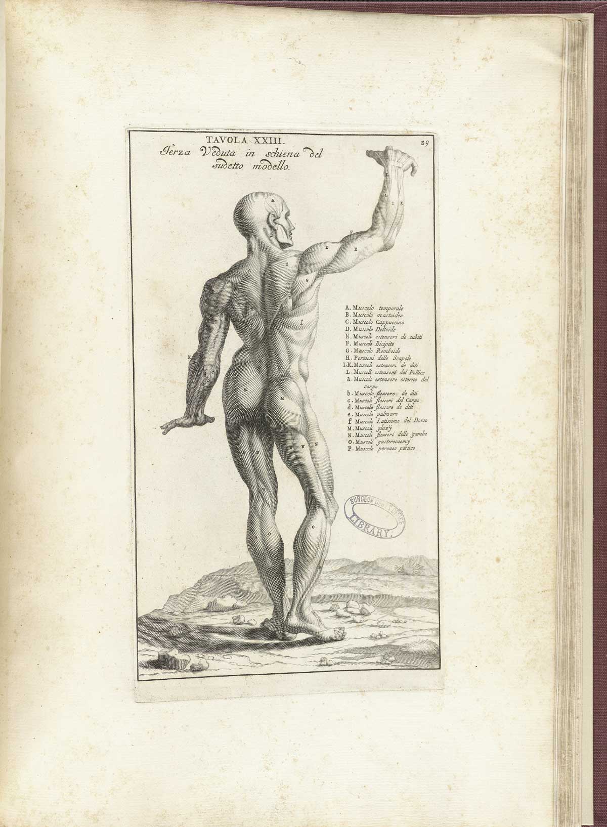 Engraving of the facing view of the Farnese Hercules, a statue of a nude Hercules standing leaning with his left shoulder against his club with a lion’s skin over it; from Bernardino Genga’s Anatomia per uso et intelligenza del disegno, NLM Call no.: WZ 250 G329an 1691.