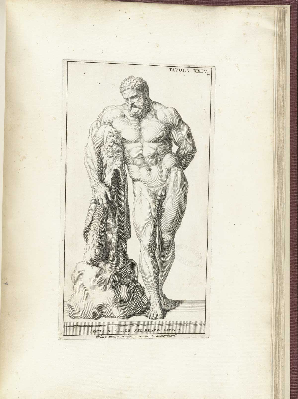 Engraving of the side view of the Farnese Hercules, a statue of a nude Hercules standing leaning with his left shoulder against his club with a lion’s skin over it; from Bernardino Genga’s Anatomia per uso et intelligenza del disegno, NLM Call no.: WZ 250 G329an 1691.