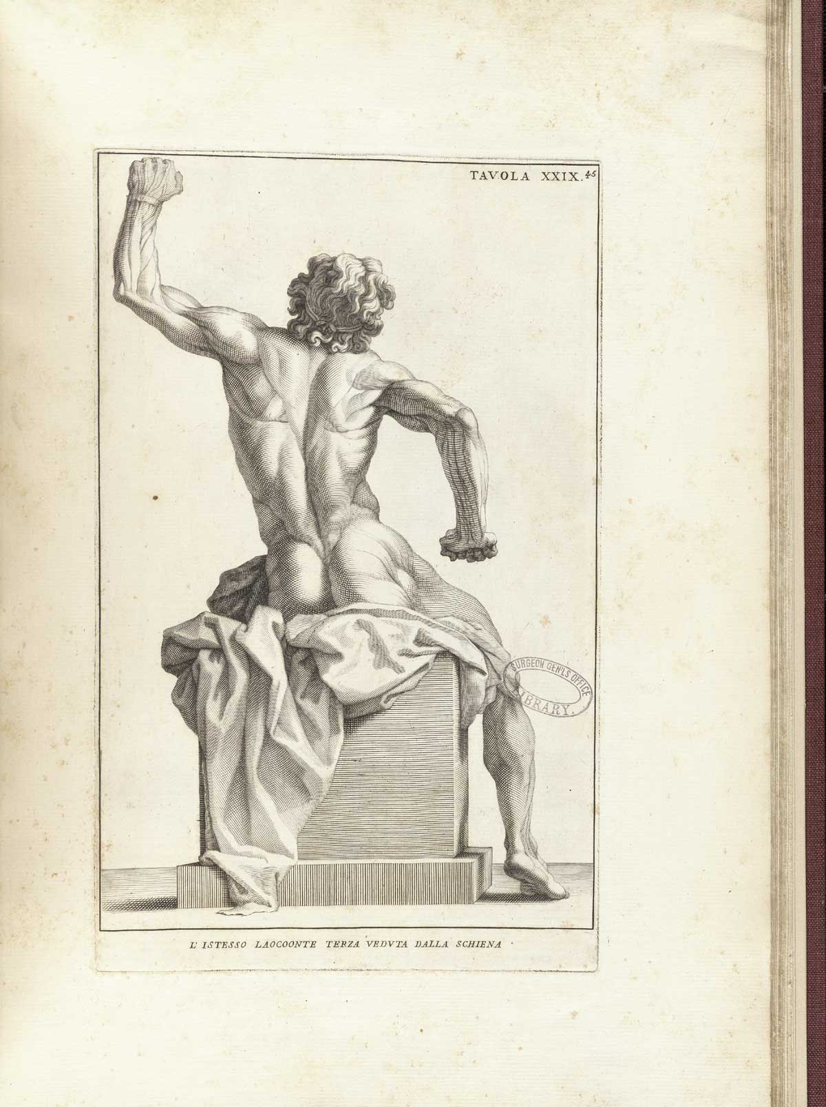 Engraving of the statue of Laocoon without his sons or the large snake which ate them; the nude seated figure is viewed from behind and has his left arm raised in struggle clenched in a fist as his right arm pushes down at his side, also with a clenched fist; his face faces the viewer with a look of struggle and agony; from Bernardino Genga’s Anatomia per uso et intelligenza del disegno, NLM Call no.: WZ 250 G329an 1691.