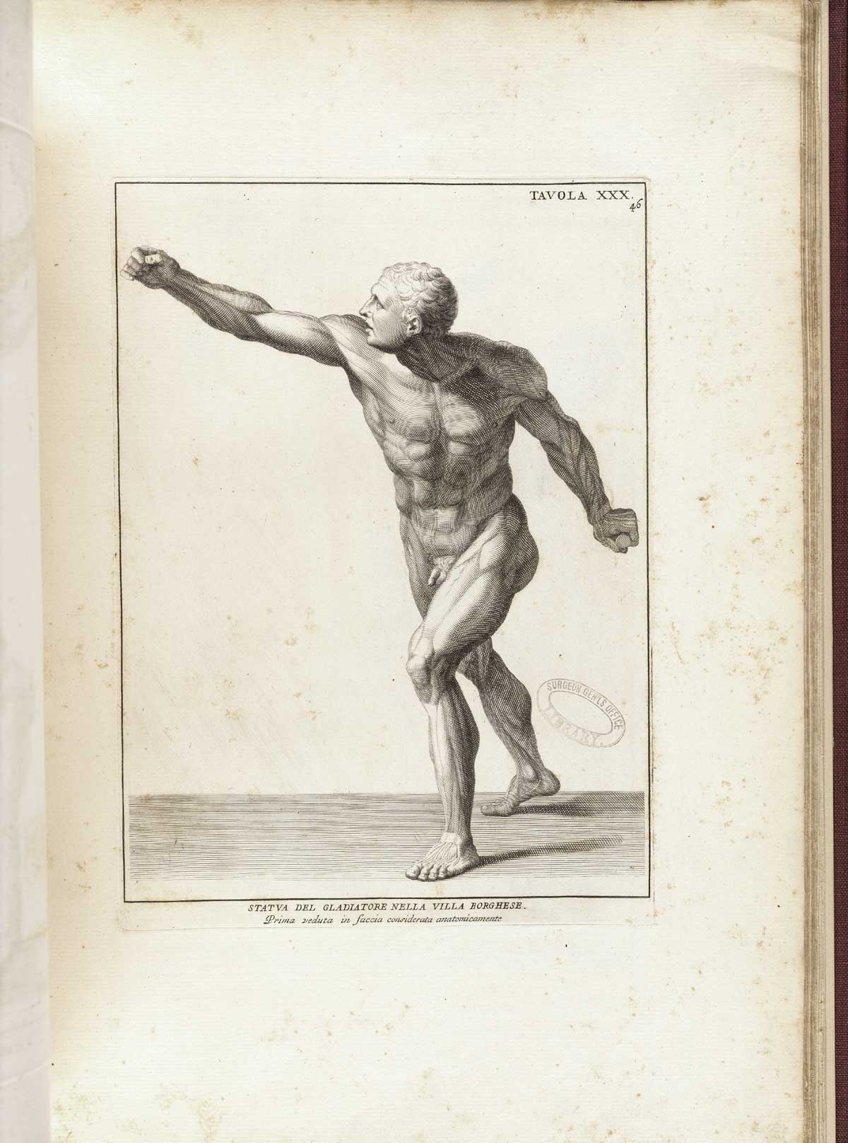 Engraving of the statue the Borghese Gladiator, a nude male figure lunging forward with his right hand raised as if with a sword to fight an opponent on horseback; the figure’s chest and torso are facing the viewer, but the actor faces his opponent to the left of the page; from Bernardino Genga’s Anatomia per uso et intelligenza del disegno, NLM Call no.: WZ 250 G329an 1691.