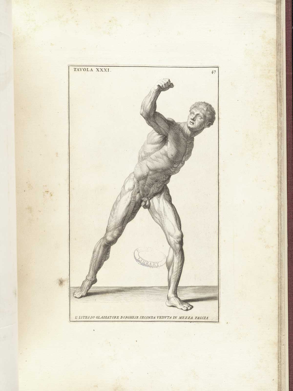 Engraving of the statue the Borghese Gladiator, a facing nude male figure lunging forward with his right hand raised as if with a sword to fight an opponent on horseback; from Bernardino Genga’s Anatomia per uso et intelligenza del disegno, NLM Call no.: WZ 250 G329an 1691.