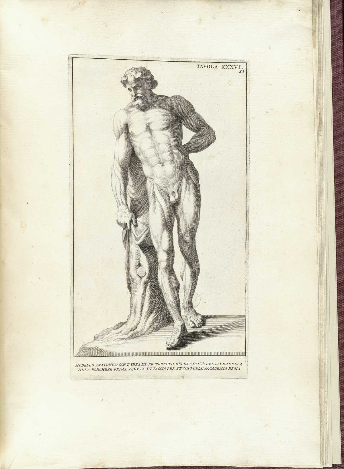 Engraving based on a statue of a faun in the Borghese collection, a standing nude facing male figure with prominent musculature with left had behind his back and leaning with his right arm on a post or tree; from Bernardino Genga’s Anatomia per uso et intelligenza del disegno, NLM Call no.: WZ 250 G329an 1691.