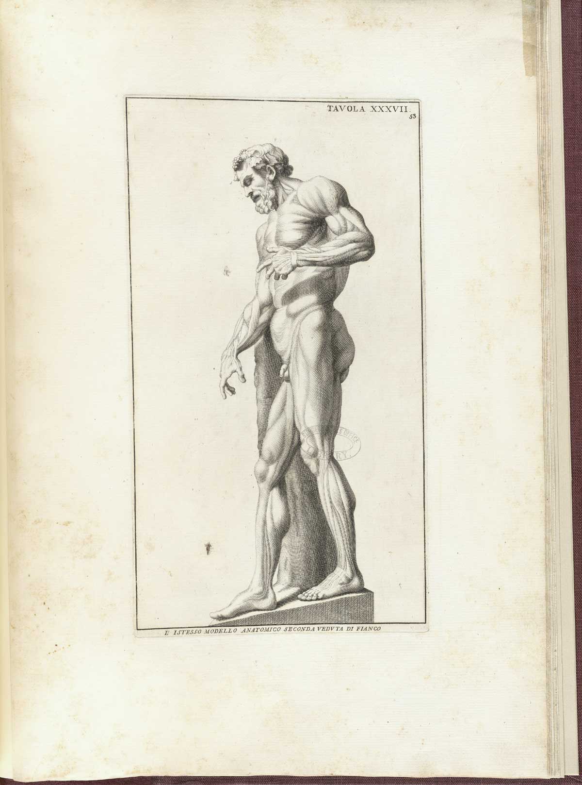 Engraving based on a statue of a faun in the Borghese collection, a standing nude male figure viewed from the right side with prominent musculature with left had behind his back and leaning with his right arm on a post or tree; from Bernardino Genga’s Anatomia per uso et intelligenza del disegno, NLM Call no.: WZ 250 G329an 1691.