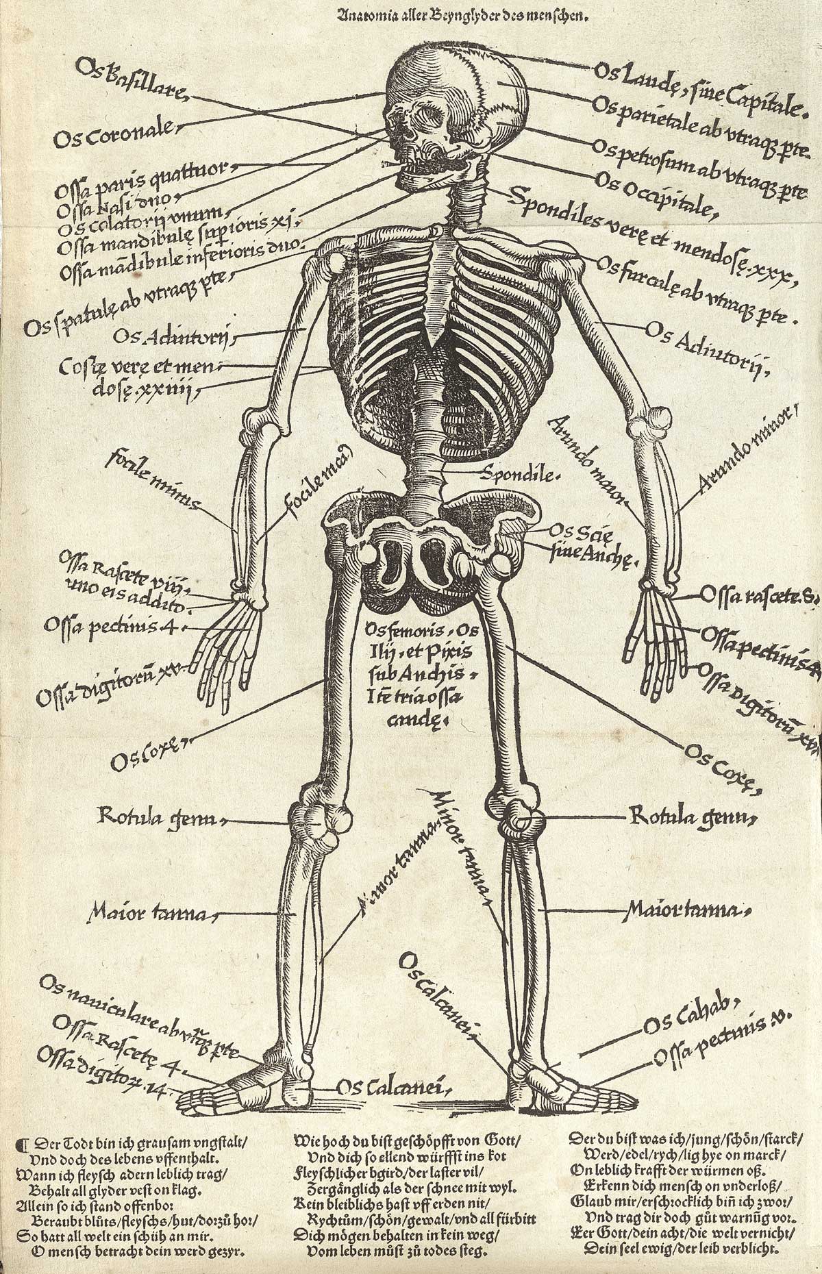 Table 1 of Hans von Gersdorff's Feldtbuch der Wundartzney: newlich getruckt und gebessert, featuring the illustration of a full-length frontal view of a skeleton with notations indicating its anatomy.