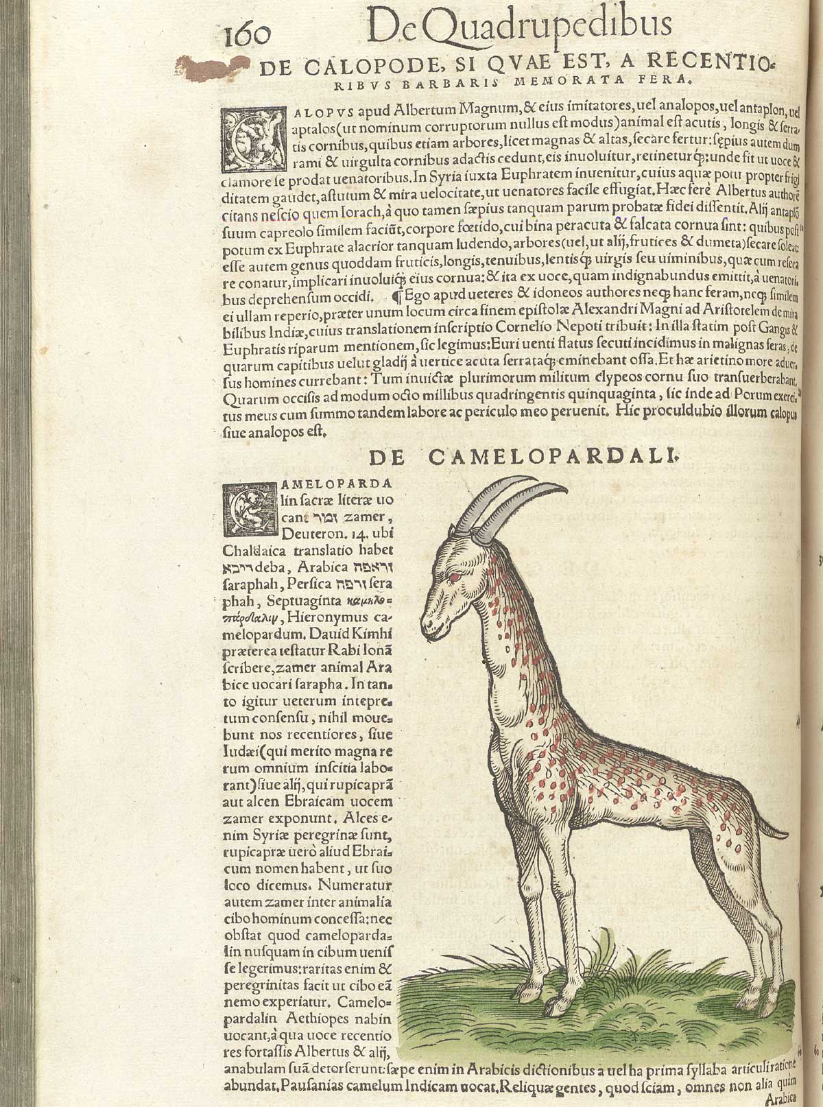 Page 160 from volume 1 of Conrad Gessner's Conradi Gesneri medici Tigurini Historiae animalium, featuring the colored woodcut of de camelopardali or giraffe.