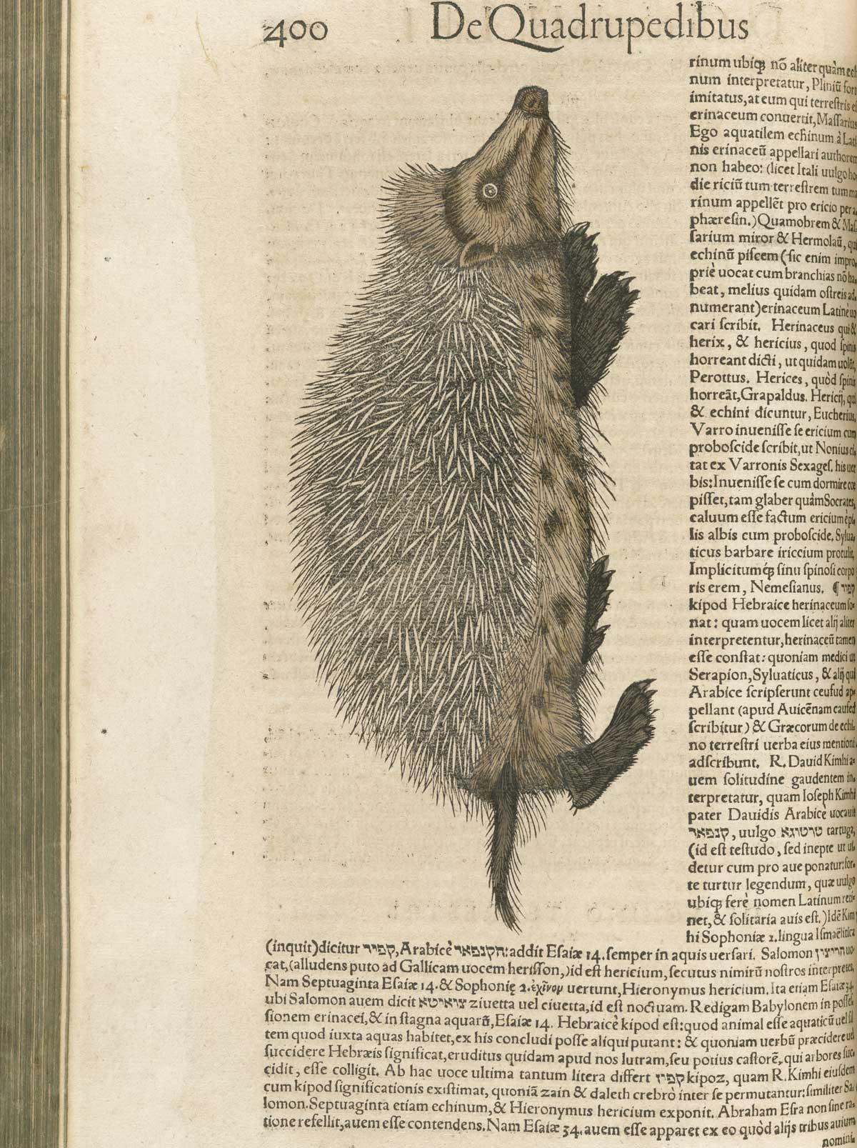 Page 400 from volume 1 of Conrad Gessner's Conradi Gesneri medici Tigurini Historiae animalium, featuring the colored woodcut of a hedgehog.