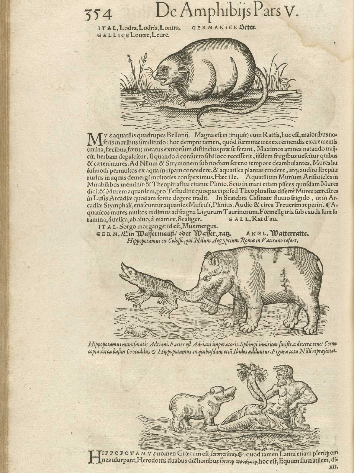 Page 354 from volume 4 of Conrad Gessner's Conradi Gesneri medici Tigurini Historiae animalium, featuring the three illustrations. The top illustration is of an otter, the middle illustration is a hippopotamus biting a crocodile by its tail, and the bottom illustration is a hippopotamus standing at the feet of a reclining man holding a cornucopia in his right hand.