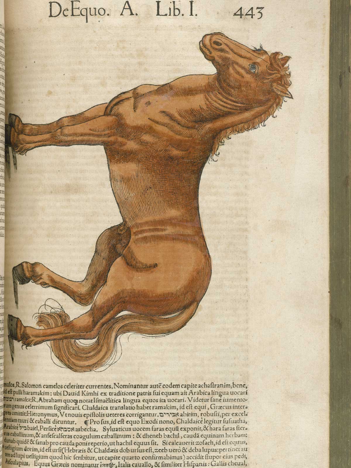 Page 443 from volume 1 of Conrad Gessner's Conradi Gesneri medici Tigurini Historiae animalium, featuring the colored woodcut of a brown horse.