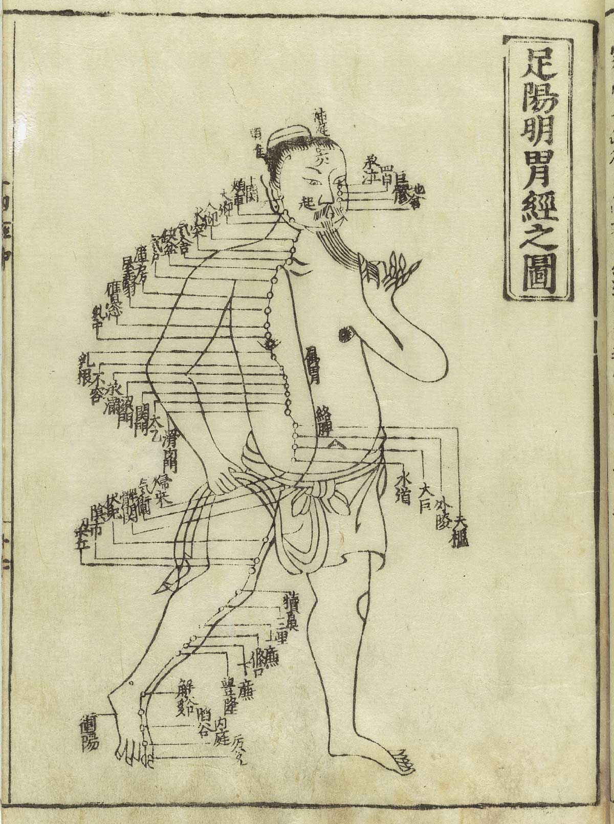 Woodcut showing the Yangming Stomach Meridian of Foot of a standing male facing figure wearing a loin cloth with meridians indicated down the chest and leg with Chinese characters giving names of the points, from Hua Shou’s Jushikei hakki, NLM Call no.: WZ 260 H868s 1716.
