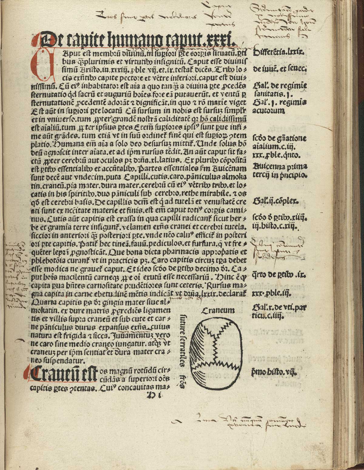 Page 81 of Magnus Hundt's Antropologium de hominis dignitate, natura et proprietatibus, de elementis, partibus et membris humani corporis, featuring the overhead view of the top of a cranium in the bottom right corner of the page as well as handwritten commentary in the margins.