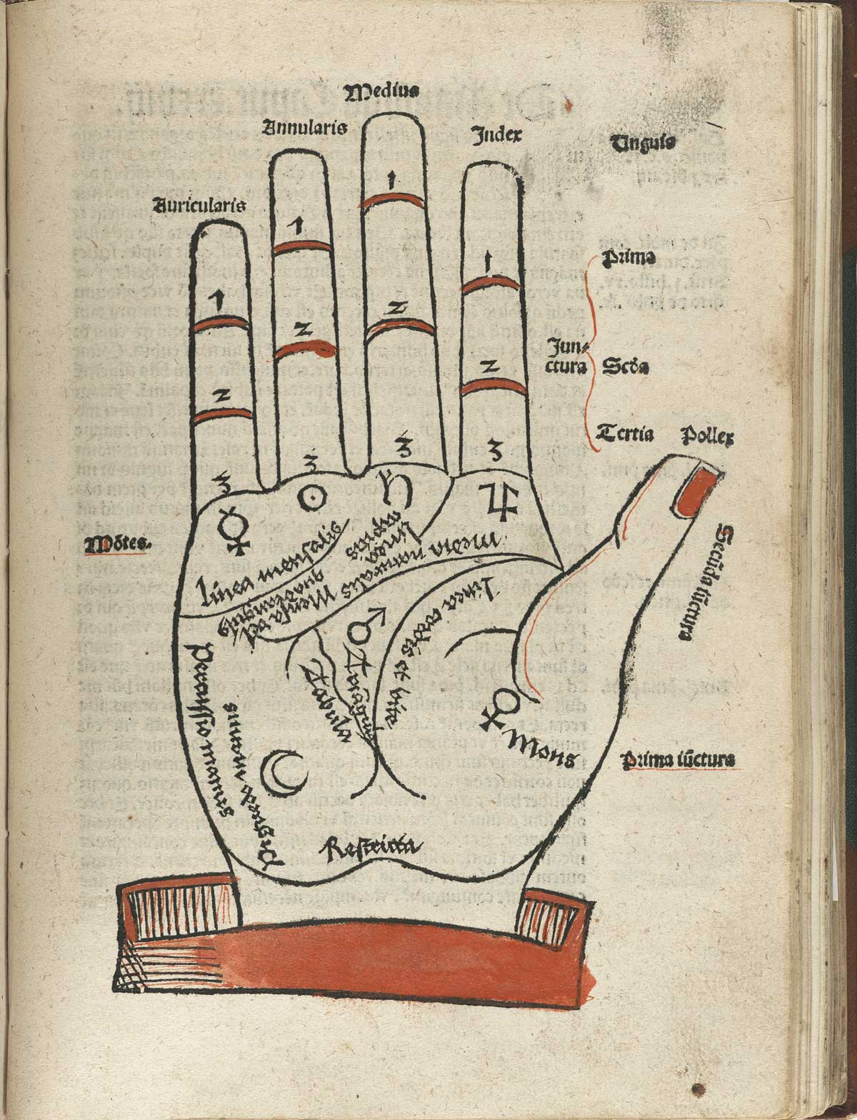 Page 99 of Magnus Hundt's Antropologium de hominis dignitate, natura et proprietatibus, de elementis, partibus et membris humani corporis, featuring the palm side of a right hand indicating the areas of the palm.
