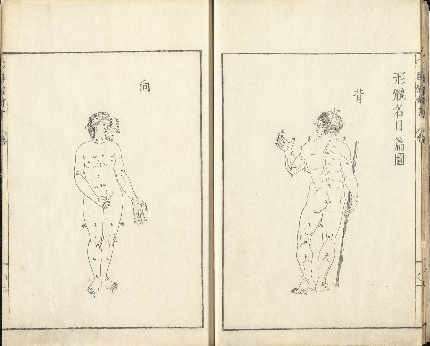 Pages 1 and 2 of Johann Adam Kulmus' Kaitai shinsho, featuring on page 1 the full posterior view of a male figure with its left arm upraised and the right arm holding a staff. On page 2 is the full frontal view of a female figure covering her genitial with her right hand.