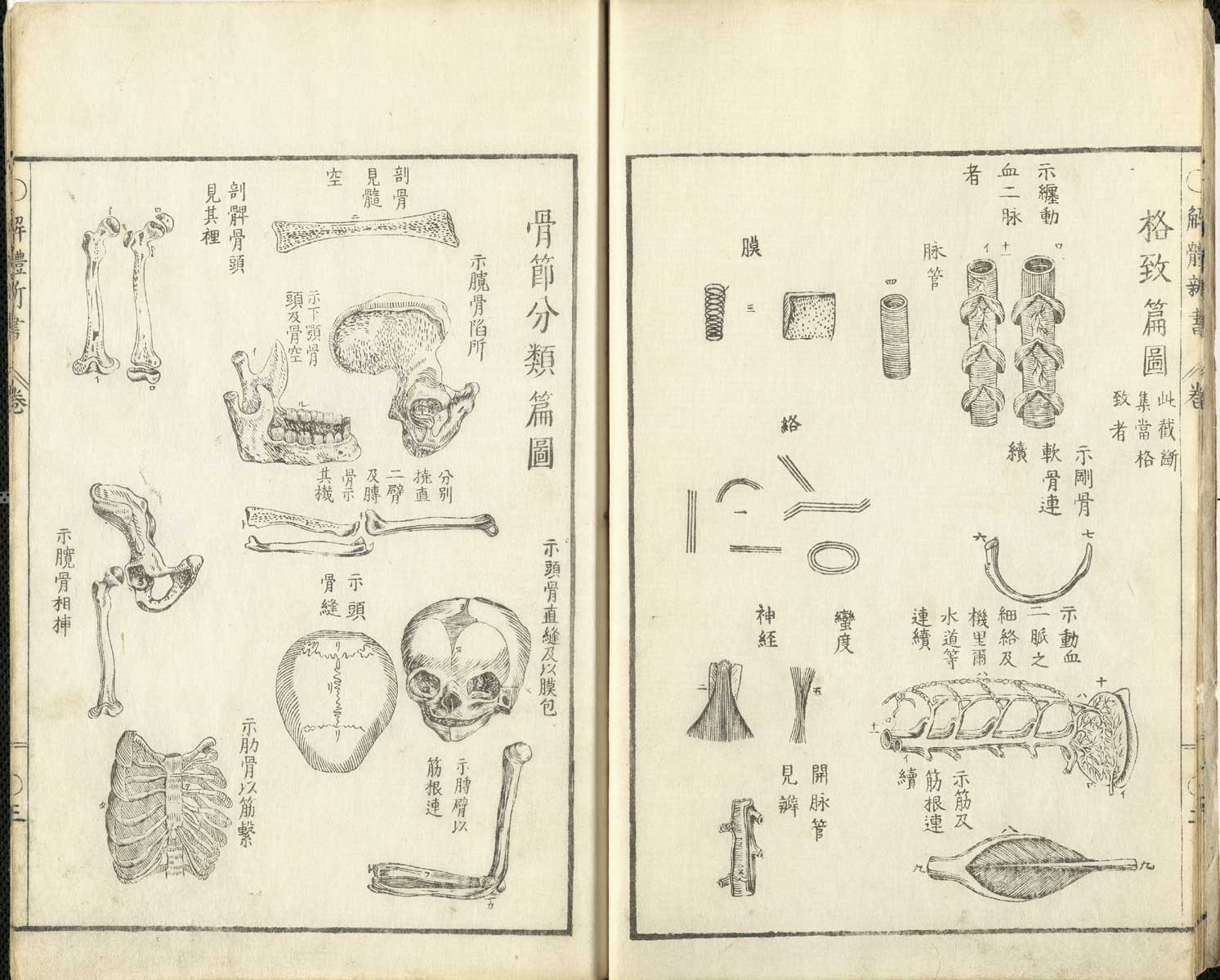 Pages 2 and 3 of Johann Adam Kulmus' Kaitai shinsho. On page 2 there are illustrations of the arteries of the body. On page three are illustrations of the bones of the head, chest and pelvis.