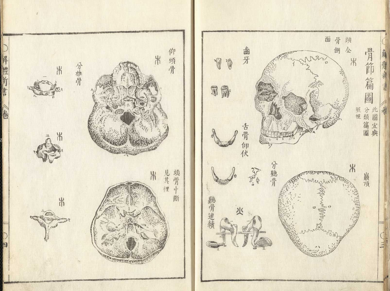 Pages 3 and 4 of Johann Adam Kulmus' Kaitai shinsho. On page 3 are the side and top view of a skull. On page 4 are two illustrations of the cross section of the brain.