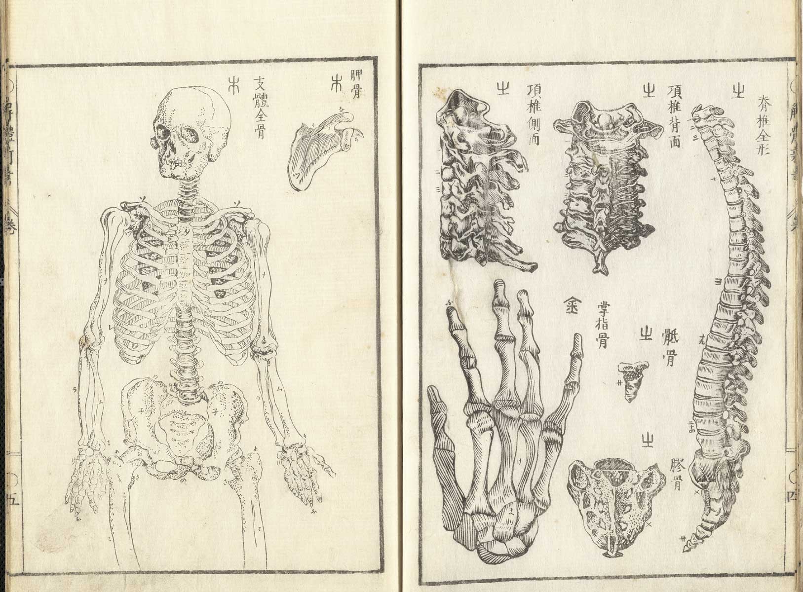 Pages 4 and 5 of Johann Adam Kulmus' Kaitai shinsho. On page 4 are illustrations of the bones of the spine, pelvis and right hand. On page 5 is a three-quarters front view of a skeleton.