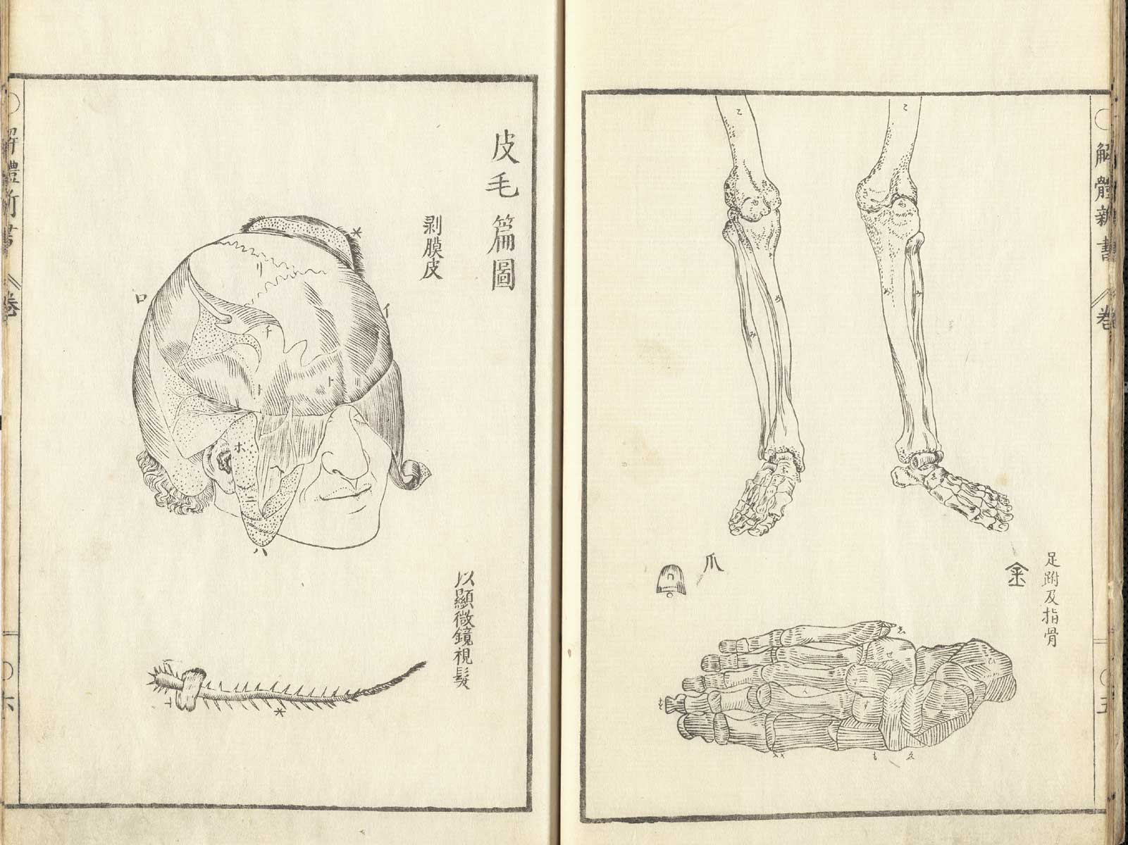 Pages 5 and 6 of Johann Adam Kulmus' Kaitai shinsho. On page 5 is an illustration of the leg bones of a skeleton from mid-thigh to foot and at the bottom is a more detailed illustration of the right foot. On page 6 is an illustration of a head in right frontal profile with the brain exposed.