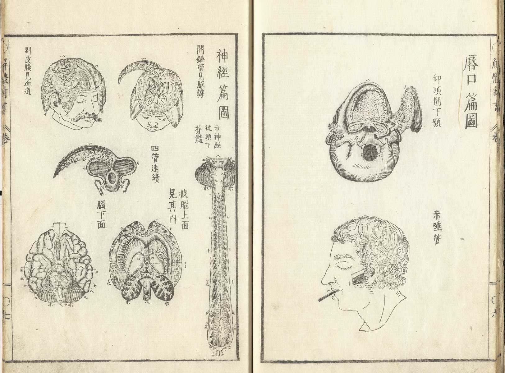 Pages 6 and 7 of Johann Adam Kulmus' Kaitai shinsho. On page 6 there are two illustrations. The top illustration is a view of the head from the base of the skull with the lower jaw moved to the right side. The bottom illustration is a view of the left side of a head with a flap of skin in the cheek cut open to allow a string through the mouth to the cheek. On page 7 are illustrations of two heads with the brain exposed as well as cross sections of the brain.