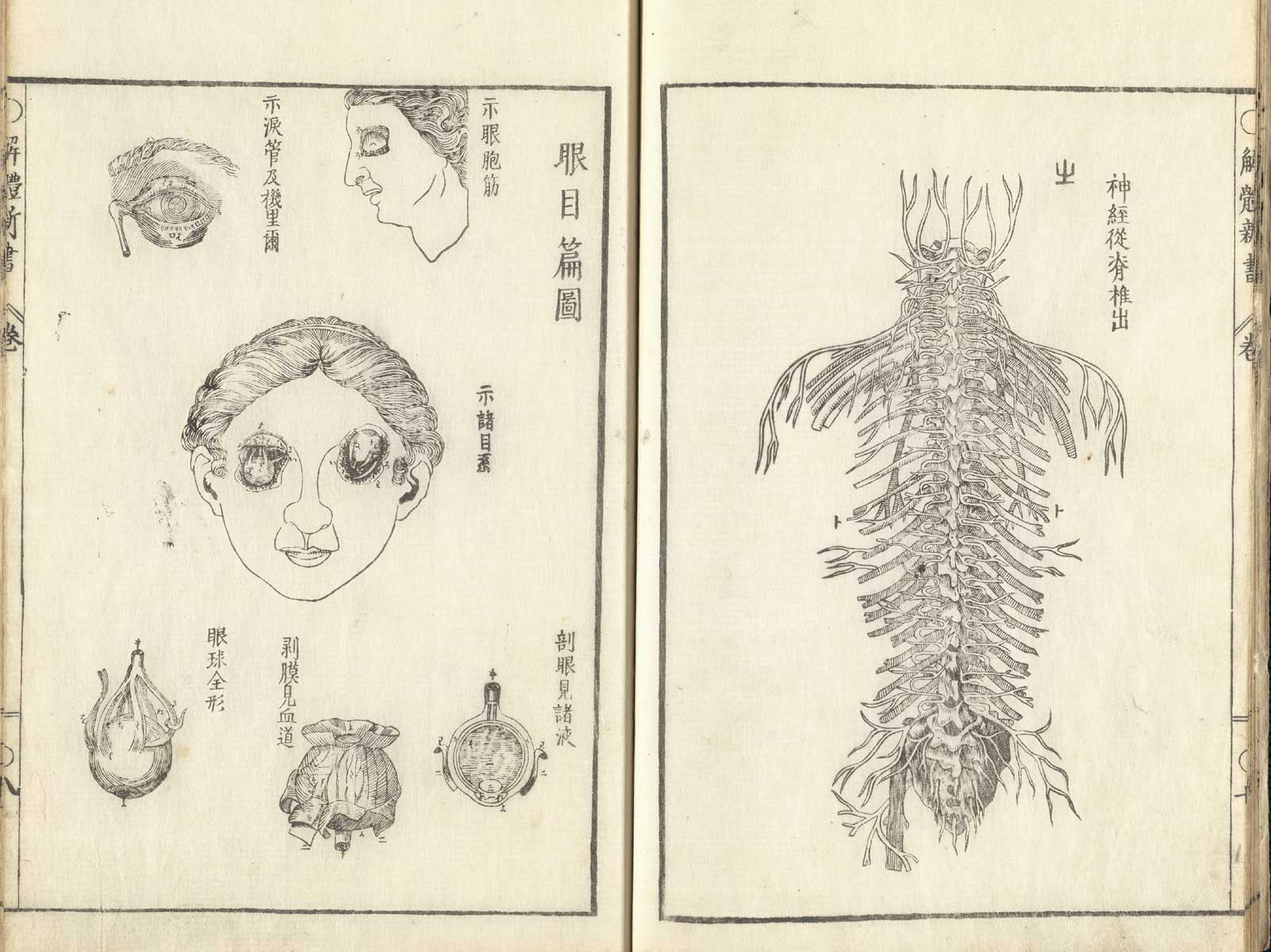 Pages 7 and 8 of Johann Adam Kulmus' Kaitai shinsho. Page 7 is an illustration depicting the network of arteries of the thorax. Page 8 are illustrations of the muscles of the eye.