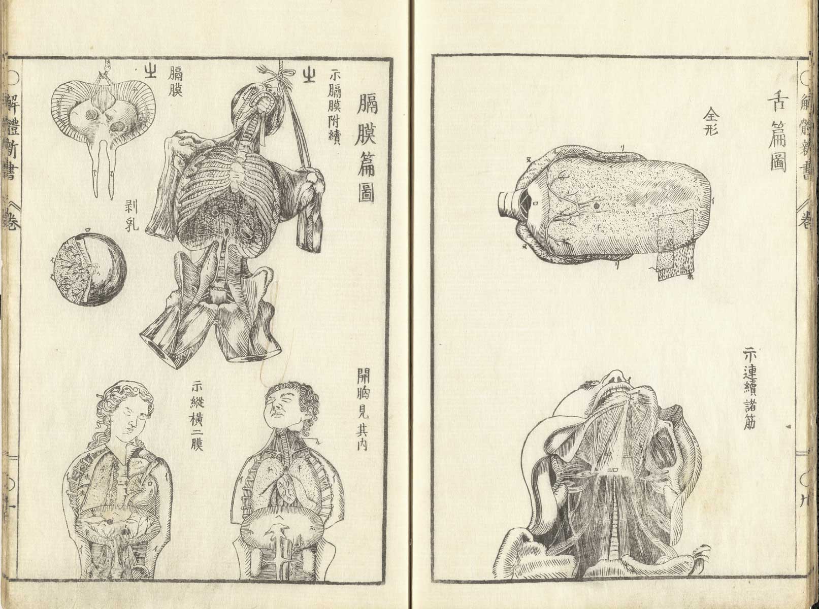Pages 9 and 10 of Johann Adam Kulmus' Kaitai shinsho. Page 9 are an illustration of the tongue and a flayed view of the skin area. Page 10 are several illustrations of the flayed male and female corpses displaying the thoracic cavity.