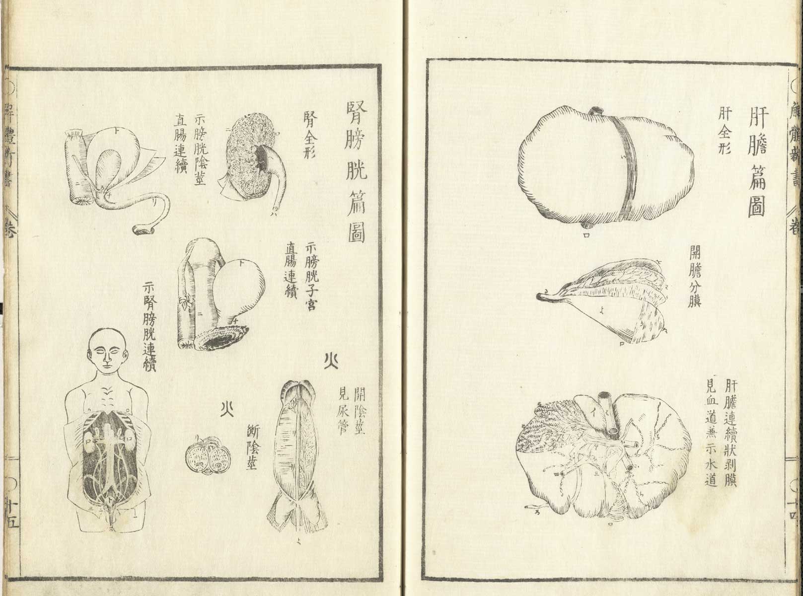 Pages 14 and 15 of Johann Adam Kulmus' Kaitai shinsho. Page 14 are three illustrations of the abdominal cavity organs. Page 15 are six illustrations of the reproductive organs of a male corpse.