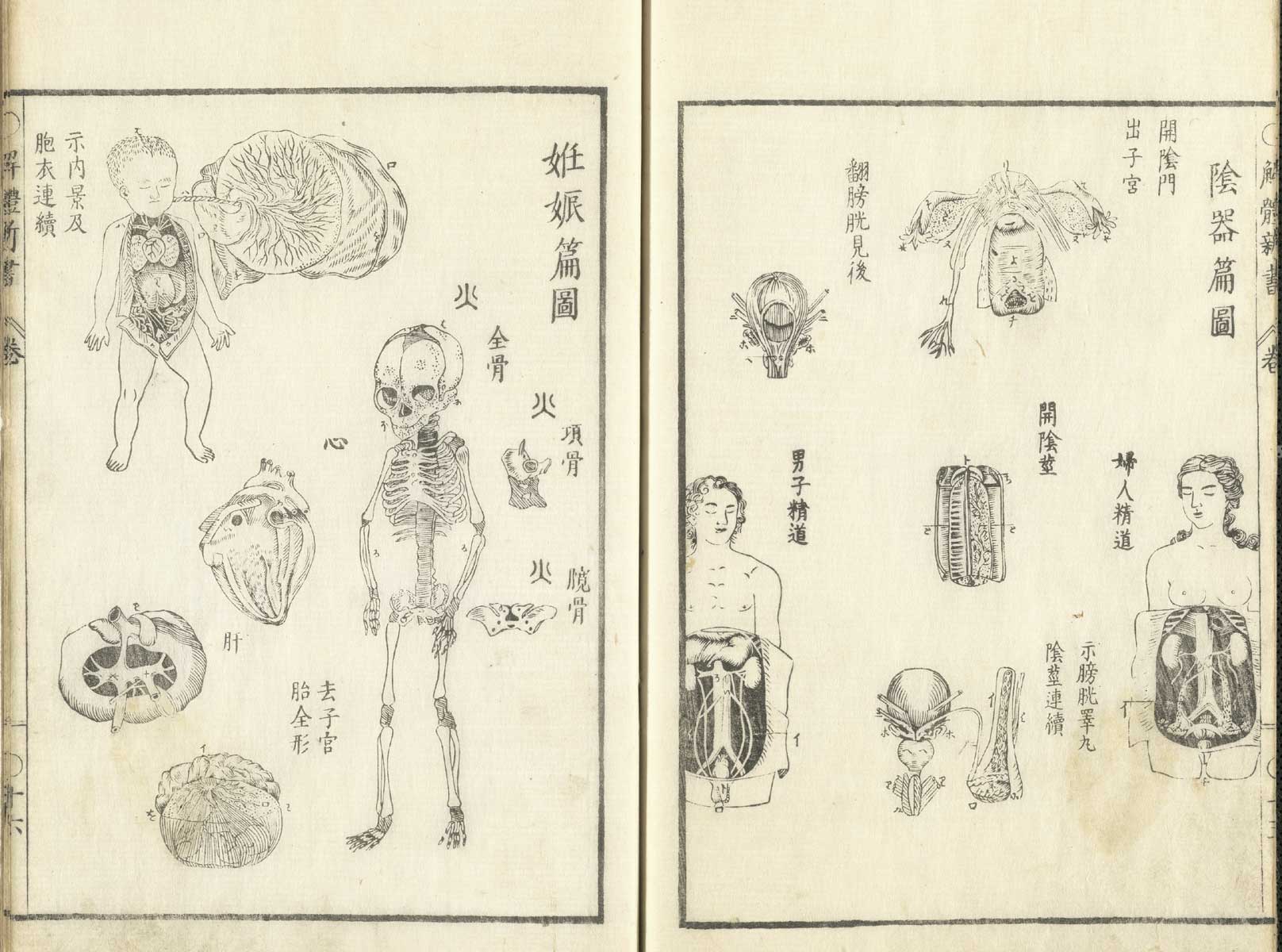 Pages 15 and 16 of Johann Adam Kulmus' Kaitai shinsho. Page 15 are six illustrations of the reproductive organs of a female corpse. Page 16 are seven illustrations of a fully formed fetus with umbilical cord and placenta attached, detailed views of the placenta and the skeleton of the baby.