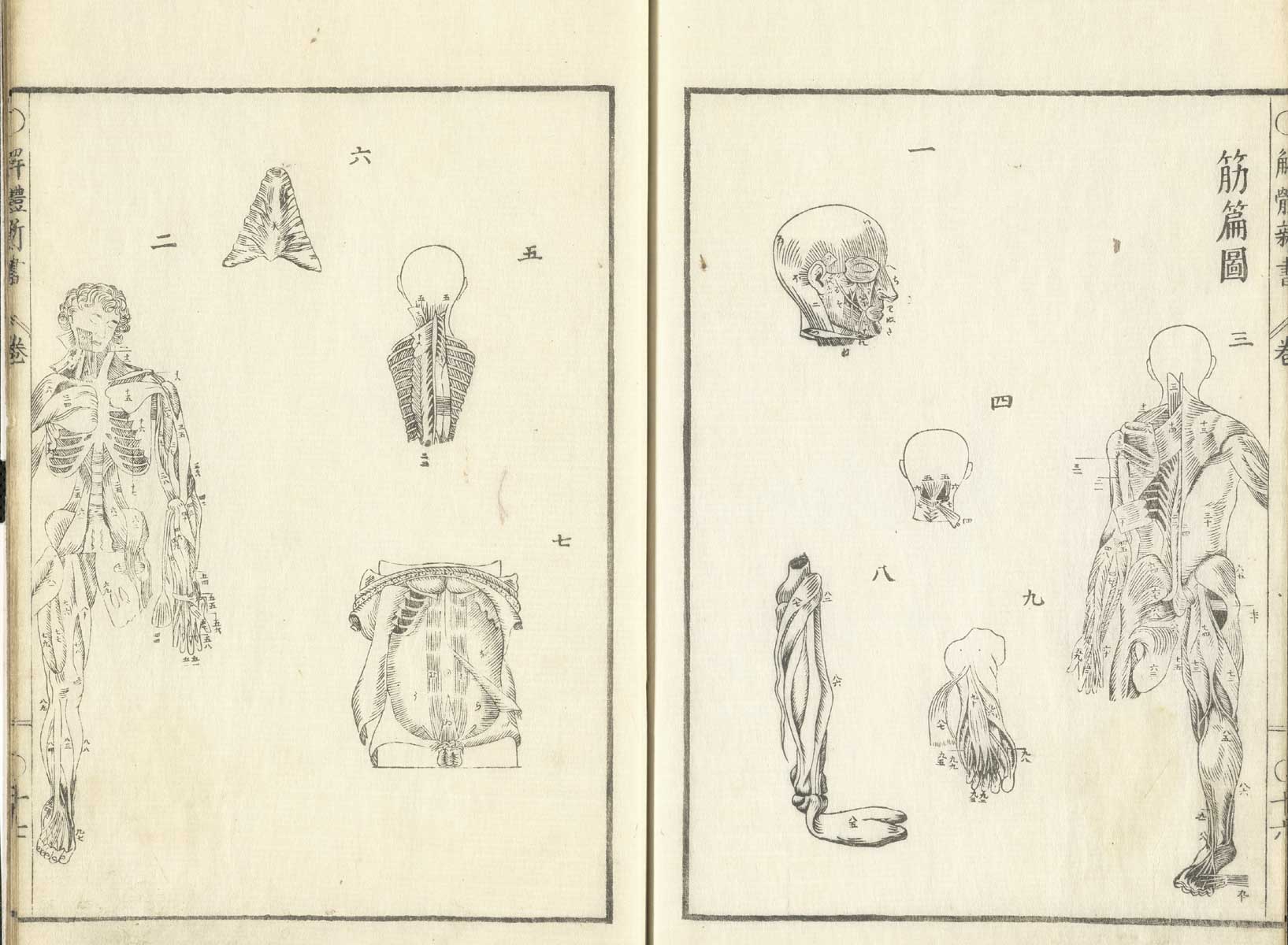 Pages 16 and 17 of Johann Adam Kulmus' Kaitai shinsho. Page 16 are five illustrations of the muscles of the back of a flayed corpse. Page 17 are four illustrations of the front muscles of a flayed corpse.