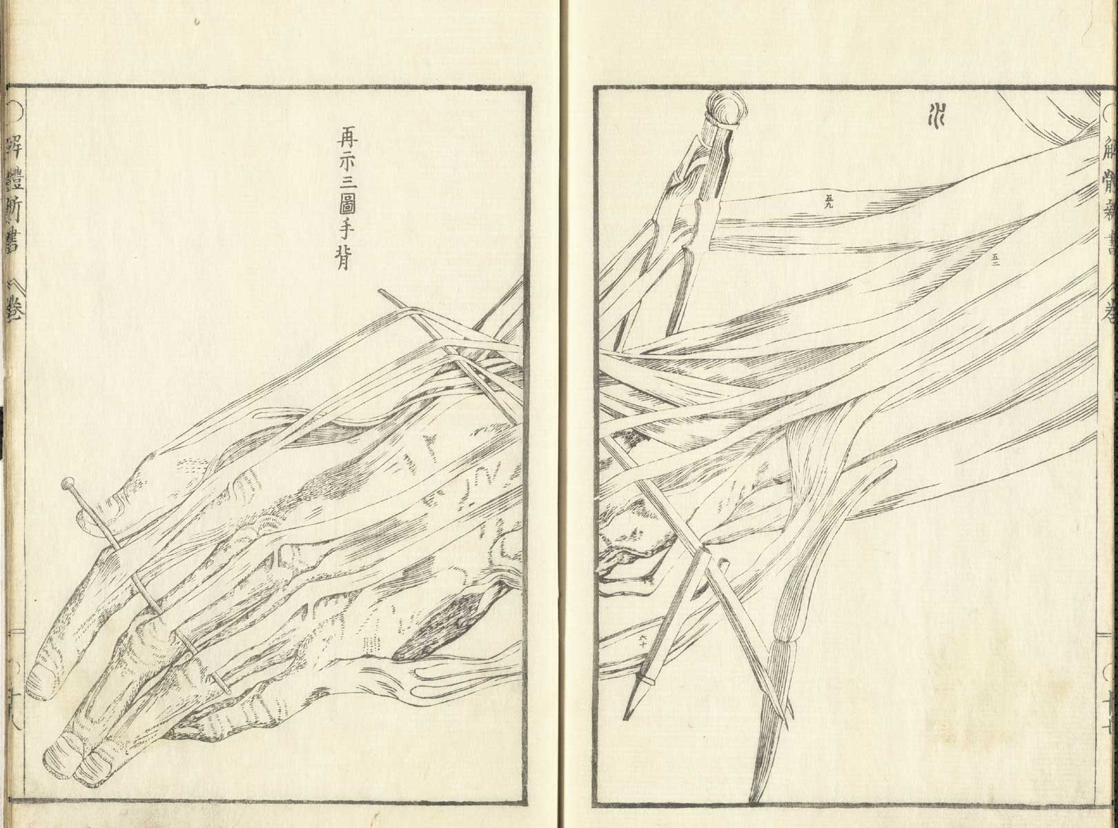 Pages 17 and 18 of Johann Adam Kulmus' Kaitai shinsho, featuring the muscles and tendons of a flayed left hand illustrated across both pages.