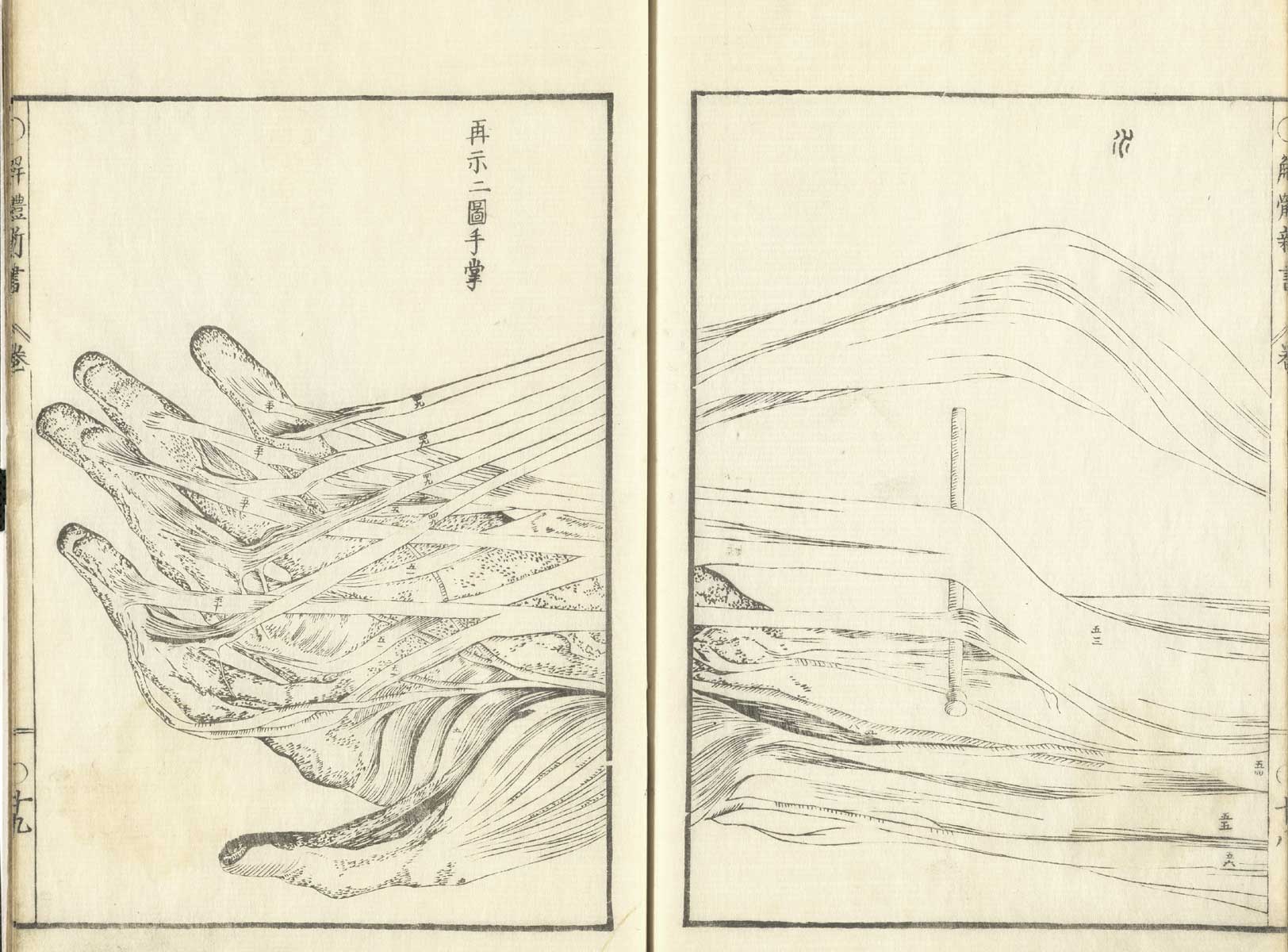 Pages 18 and 19 of Johann Adam Kulmus' Kaitai shinsho, featuring the muscles and tendons of a flayed right hand and forearm illustrated across both pages.