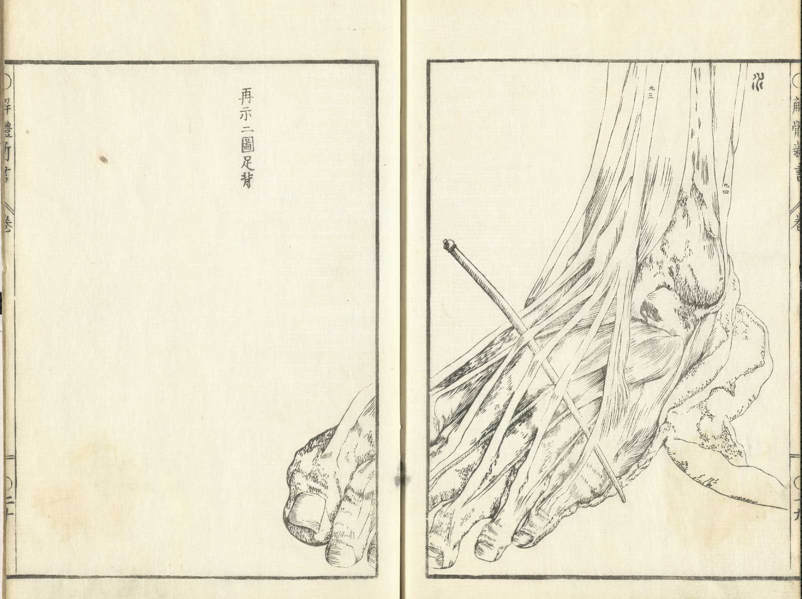 Pages 19 and 20 of Johann Adam Kulmus' Kaitai shinsho, featuring the muscles and tendons of a flayed left foot illustrated across both pages.