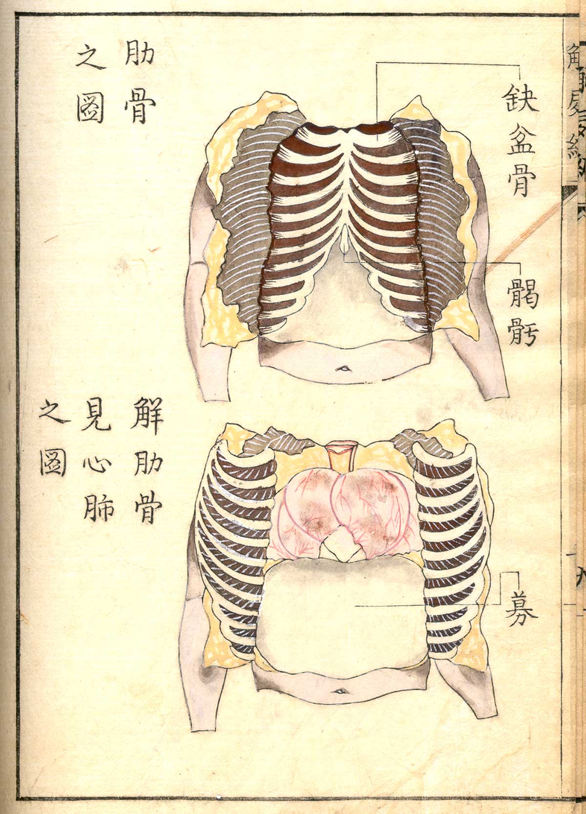 Hand colored woodcut of two images of the ribcage, the first on top of the page showing a view of the ribs, the lower one with the ribs pulled open to reveal the lungs and heart, with Japanese text describing some of the structures, from Shinnin Kawaguchi's Kaishi hen, NLM Call no.: WZ 260 K21k 1772.