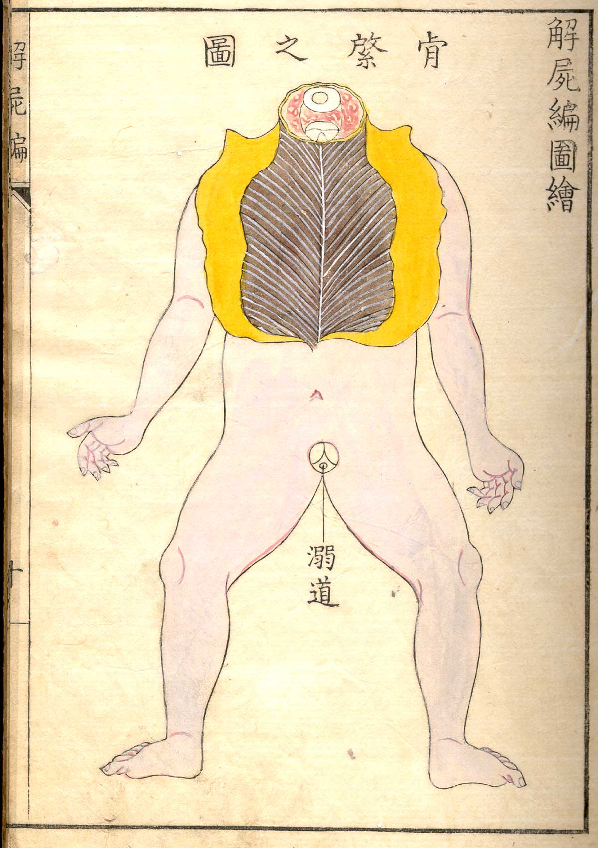 Hand colored woodcut of a facing nude female figure, decapitated, with skin of the upper torso pulled back to reveal the ribcage with Japanese text describing the structures, from Shinnin Kawaguchi's Kaishi hen, NLM Call no.: WZ 260 K21k 1772.